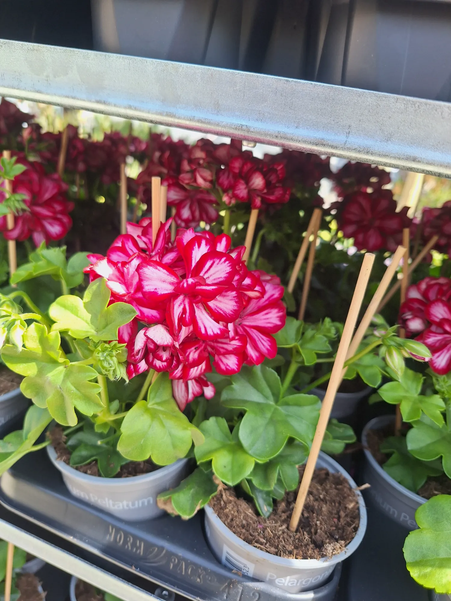 Hängepelargonie (Pelargonium peltatum)
