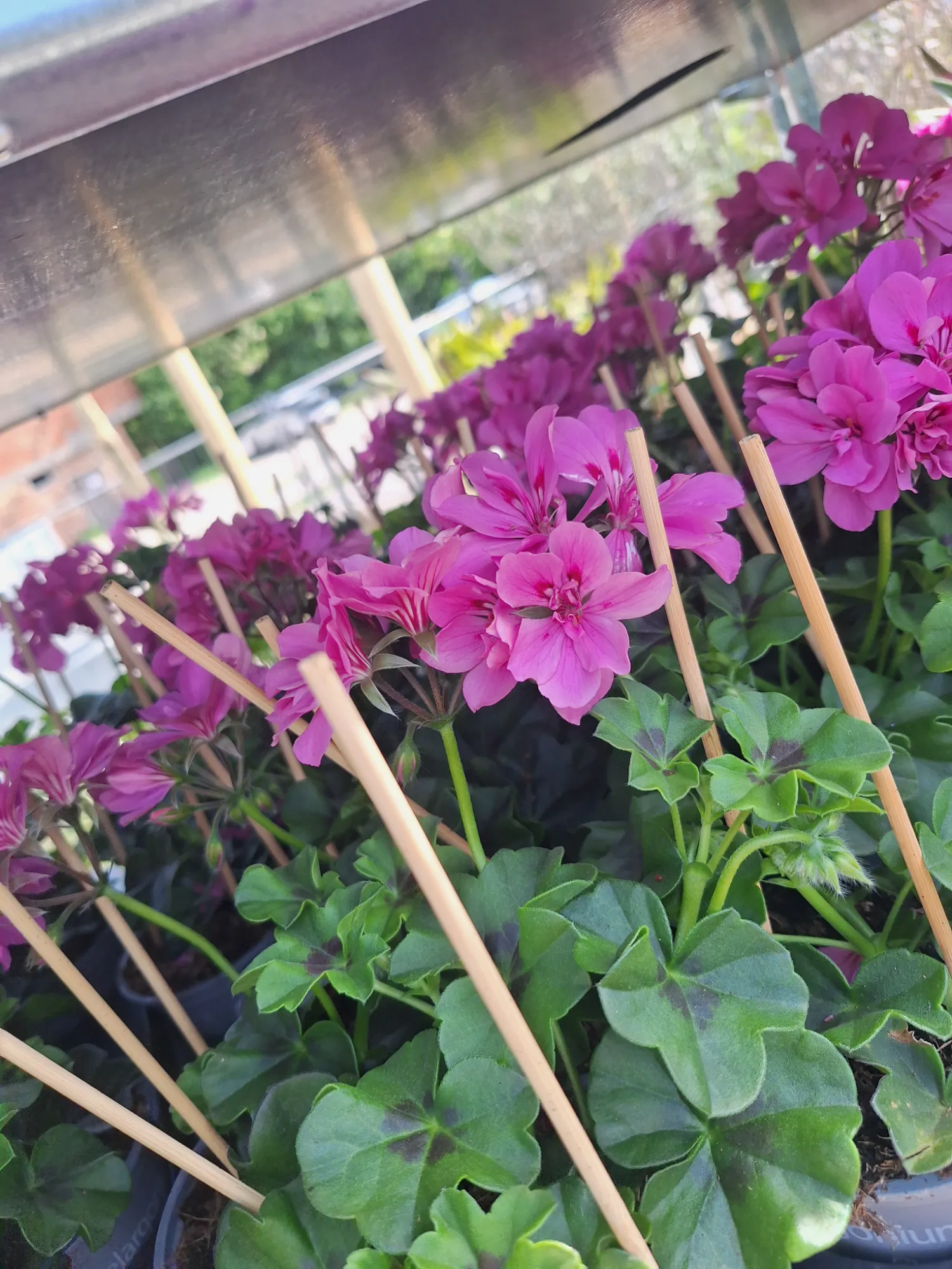 Ivy Geranium (Pelargonium peltatum)
