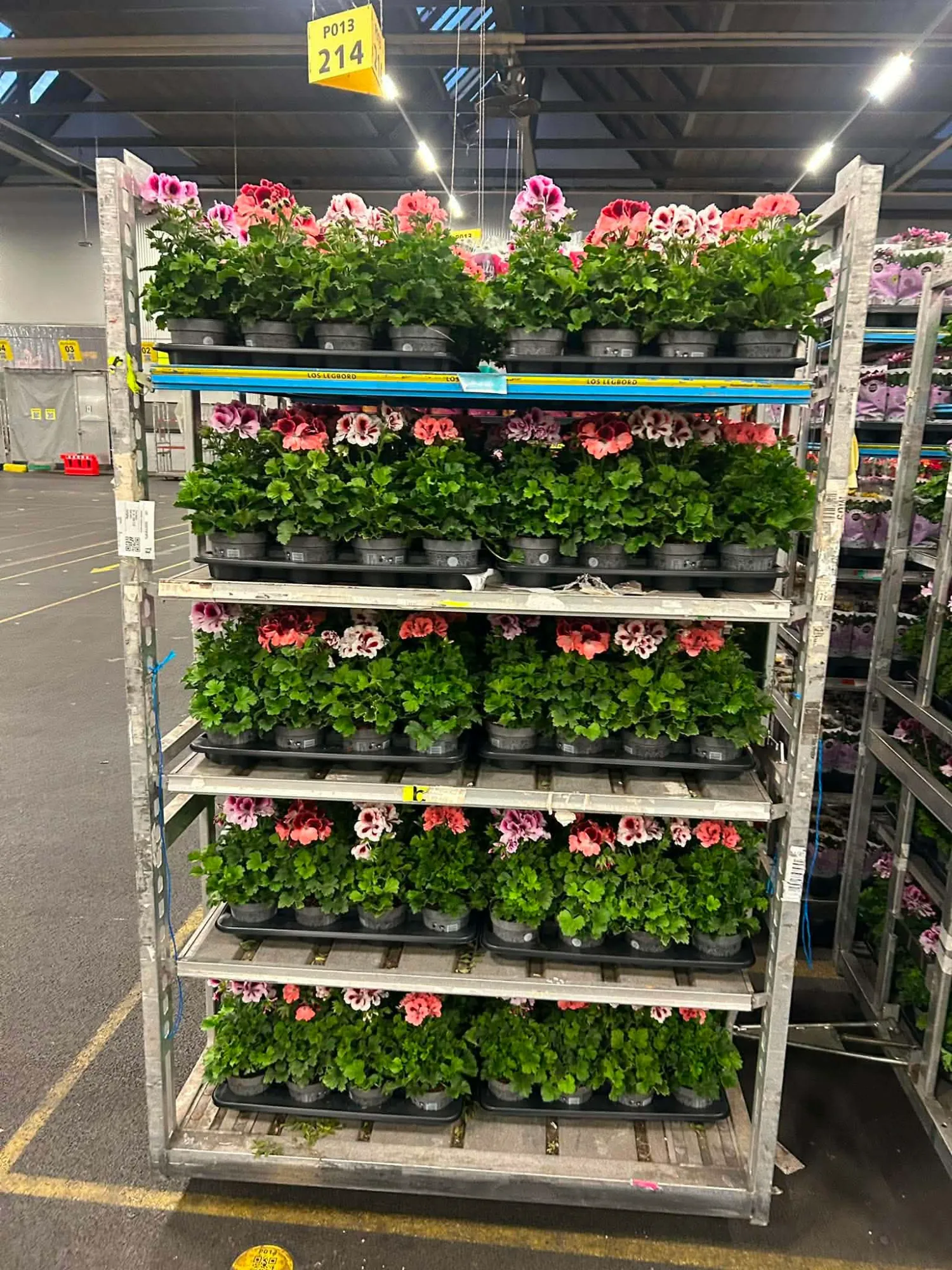 Zonal Geranium (Pelargonium zonale)