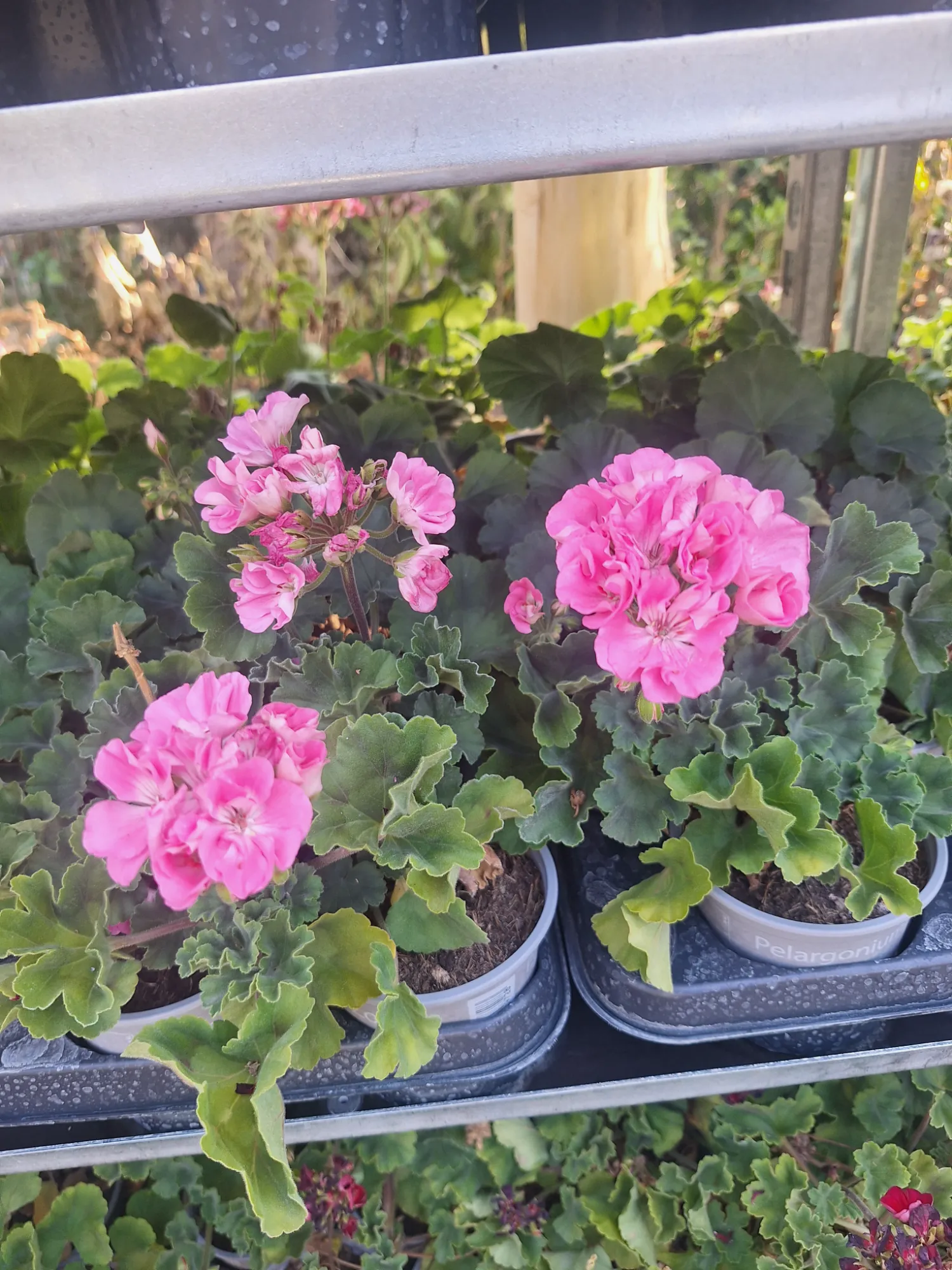 Stehende Geranie (Pelargonium zonale)