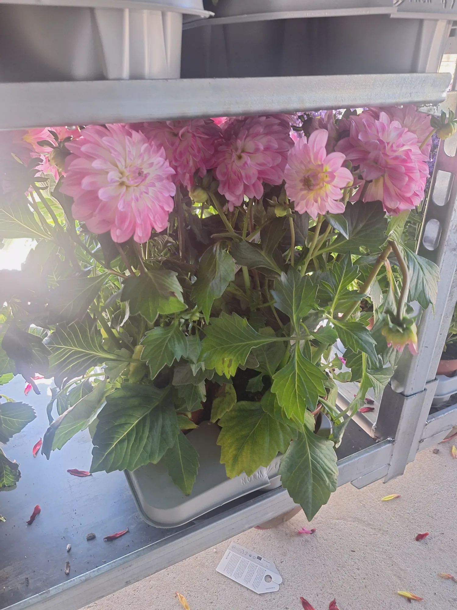 Dahlia (Dahlia)