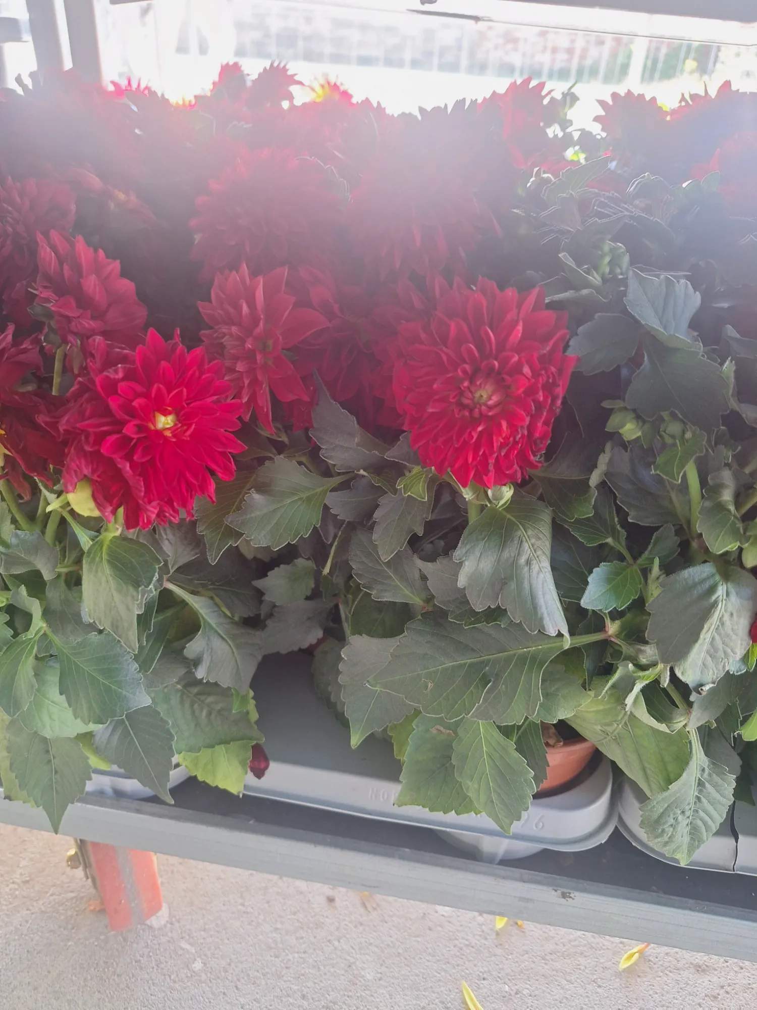 Dahlia (Dahlia)