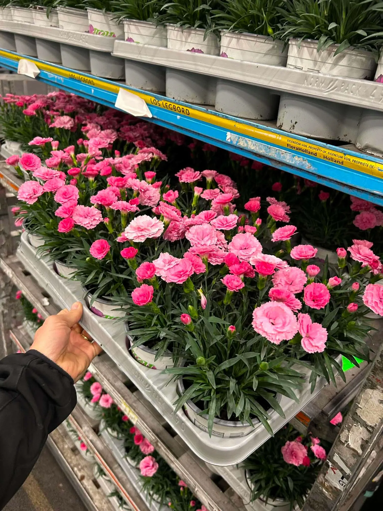 Landnelke (Dianthus caryophyllus)