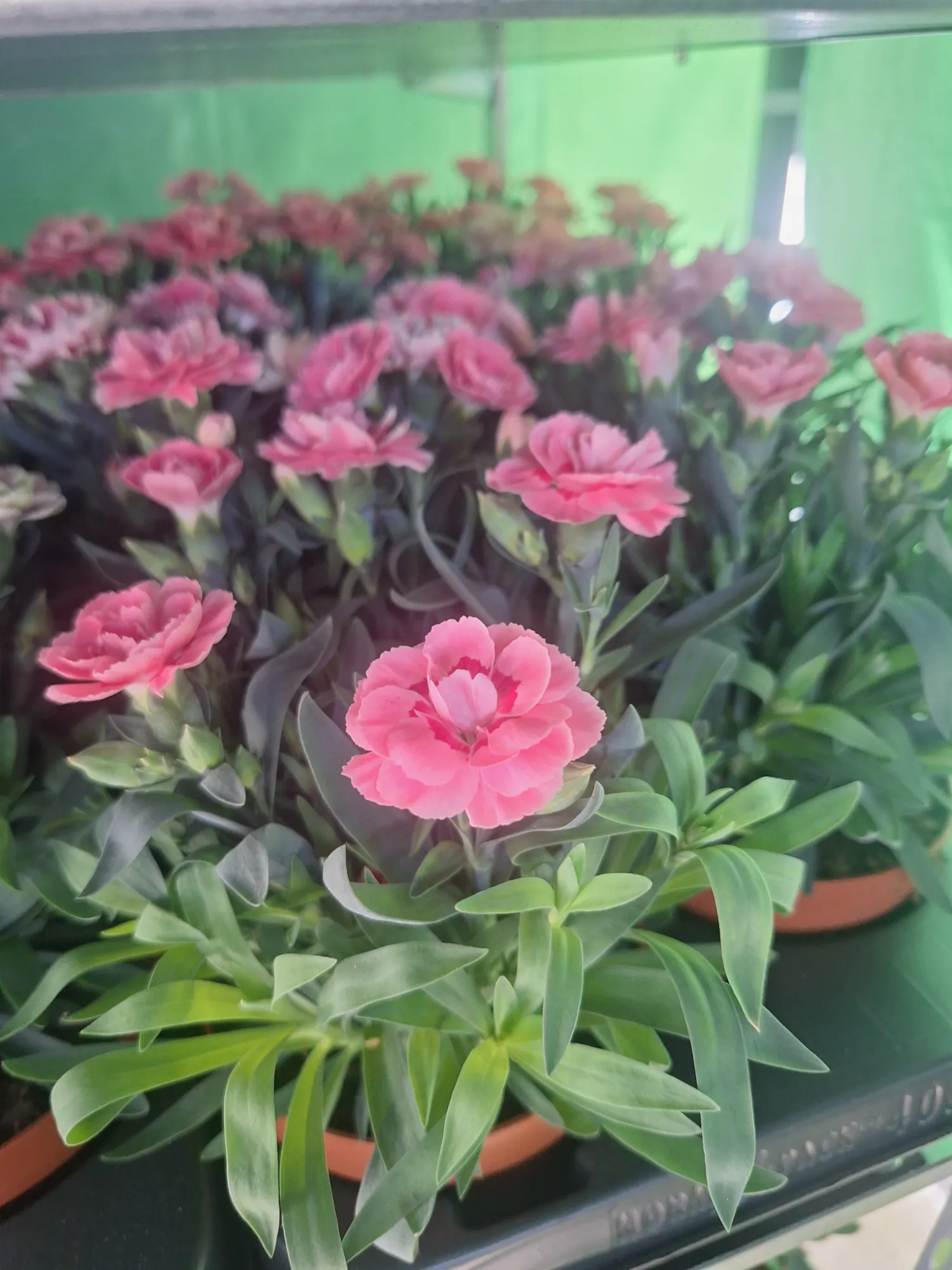 Landnelke (Dianthus caryophyllus)