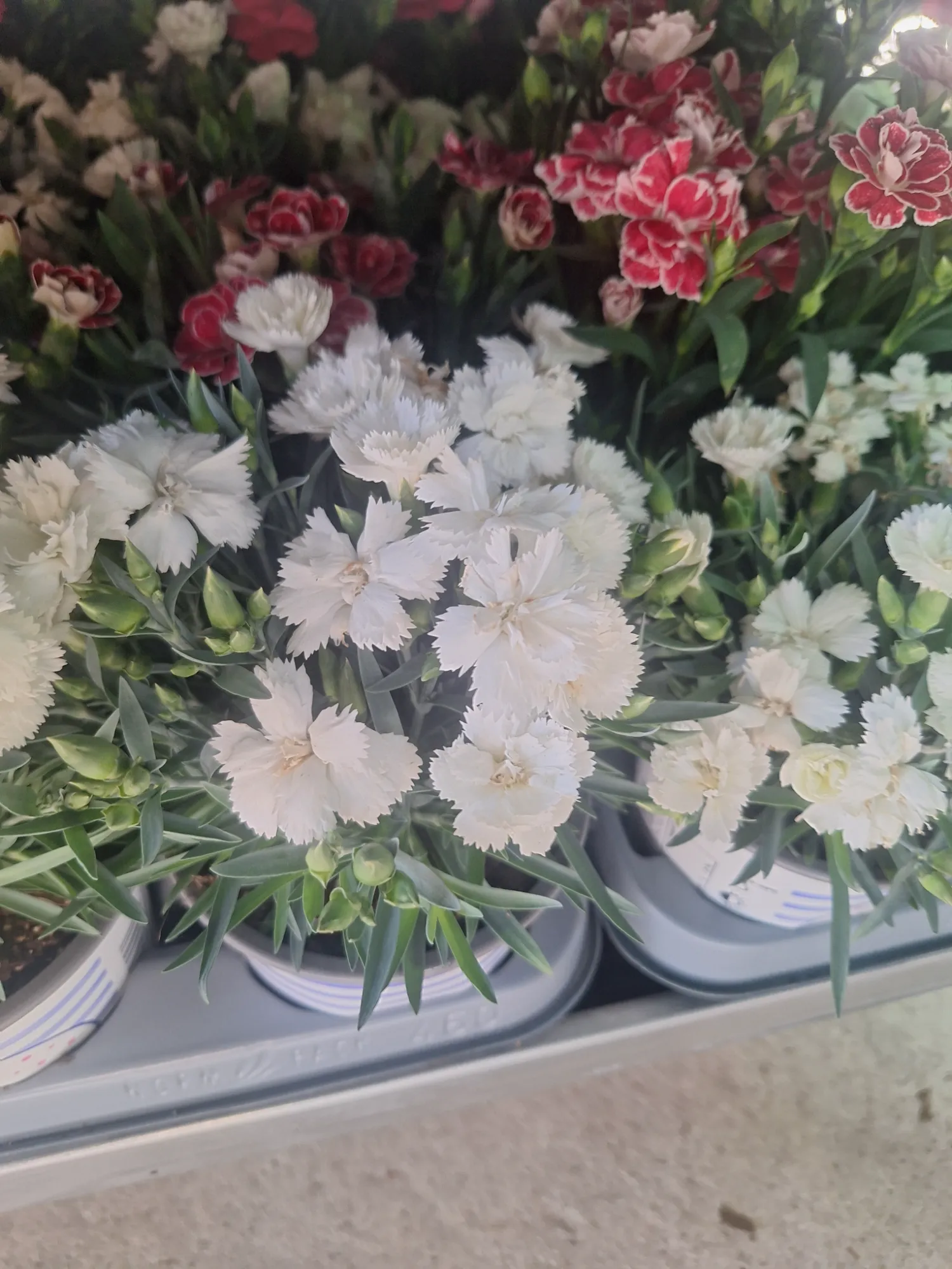 Landnelke (Dianthus caryophyllus)