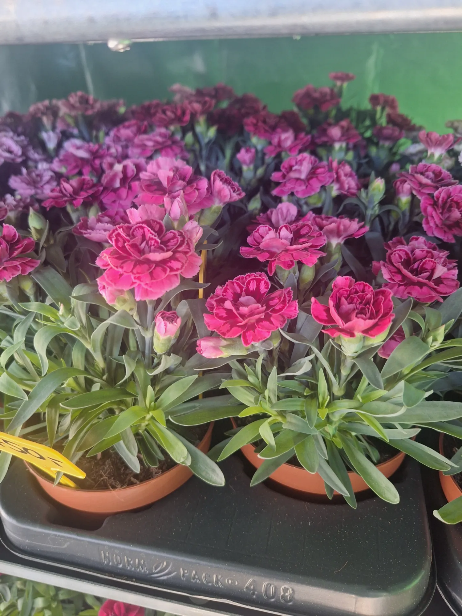 Landnelke (Dianthus caryophyllus)