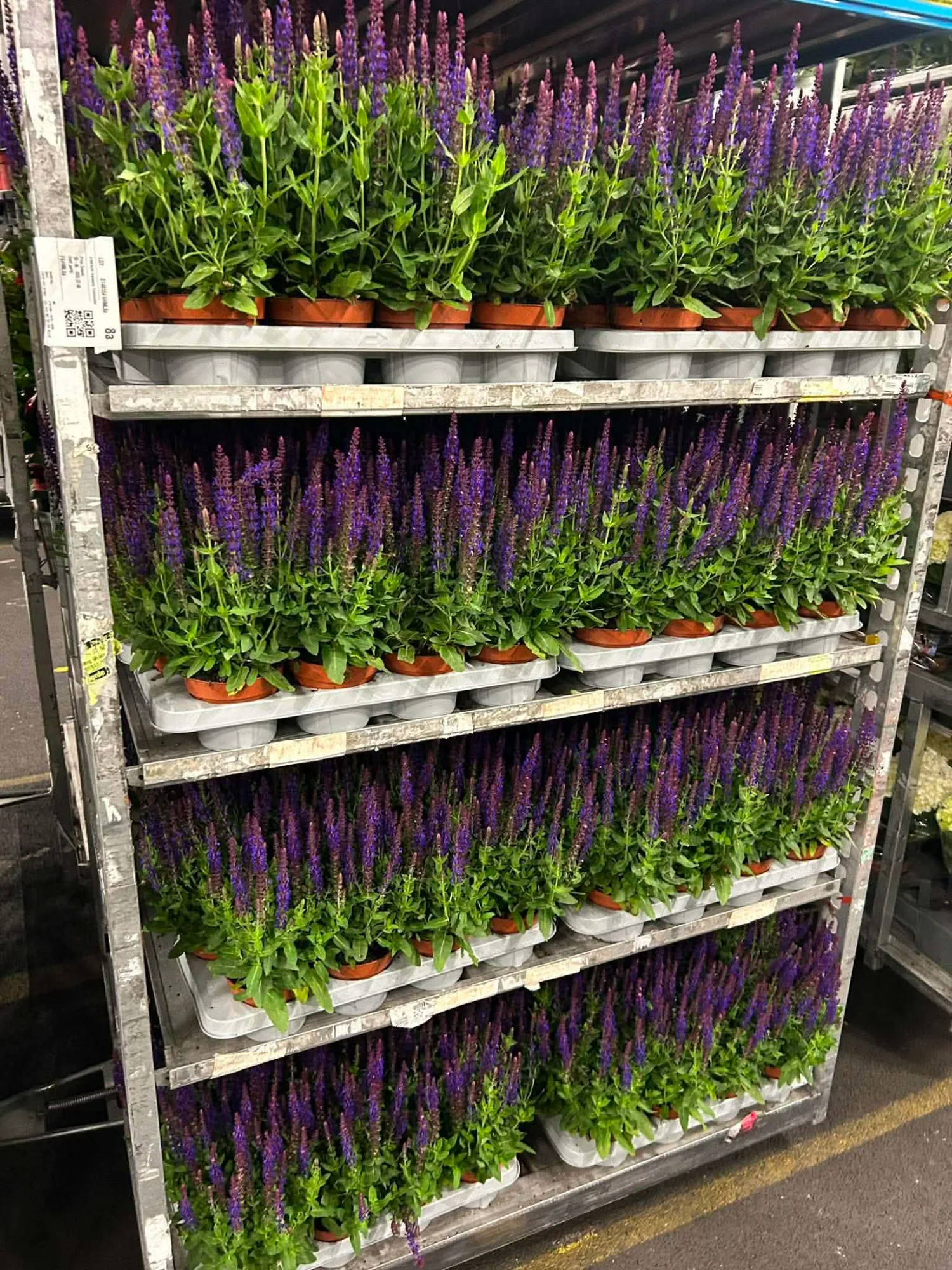 Steppensalbei (Salvia nemorosa)