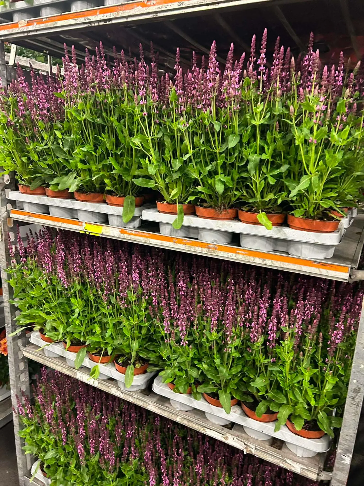 Steppensalbei (Salvia nemorosa)