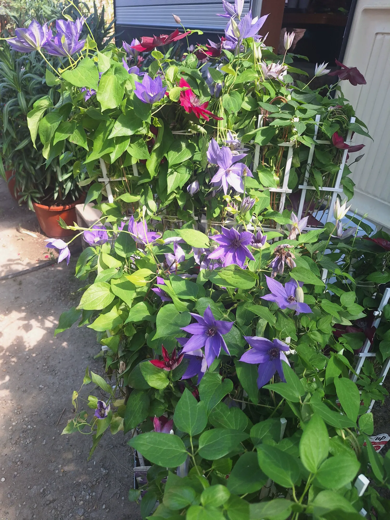 Waldrebe (Clematis)