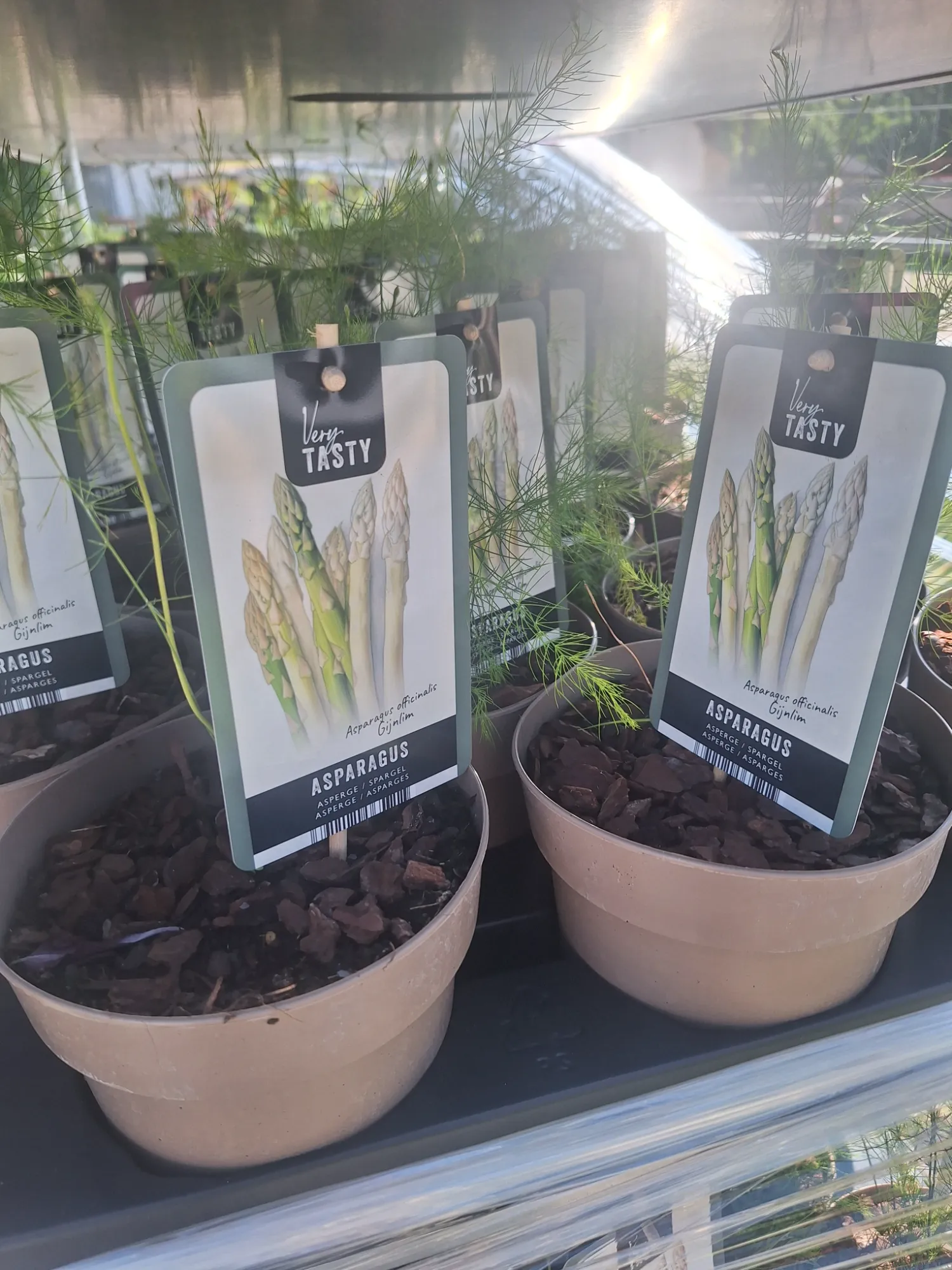 Gemüsespargel (Asparagus officinalis)