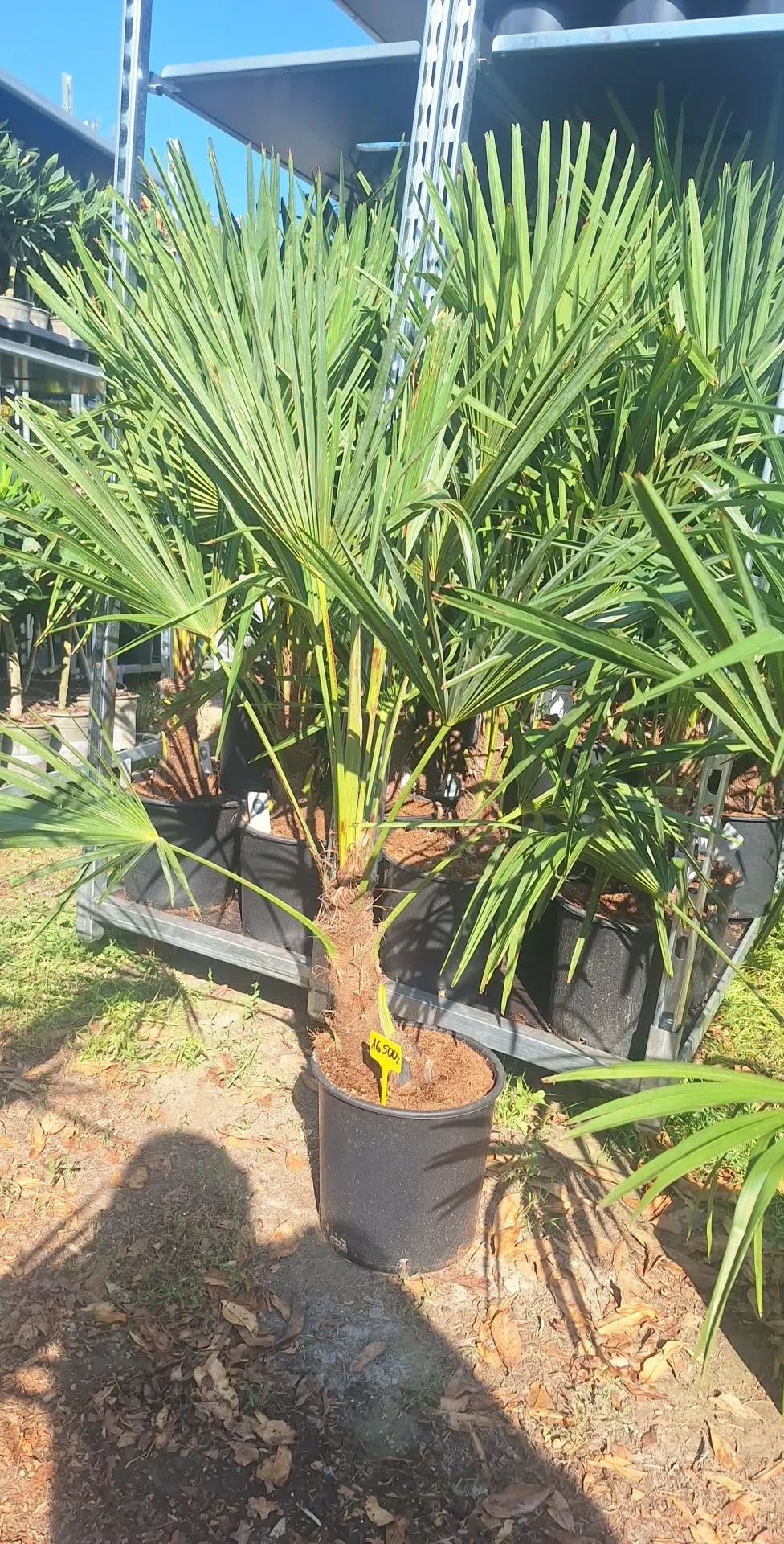Chinese Windmill Palm (Trachycarpus fortunei)