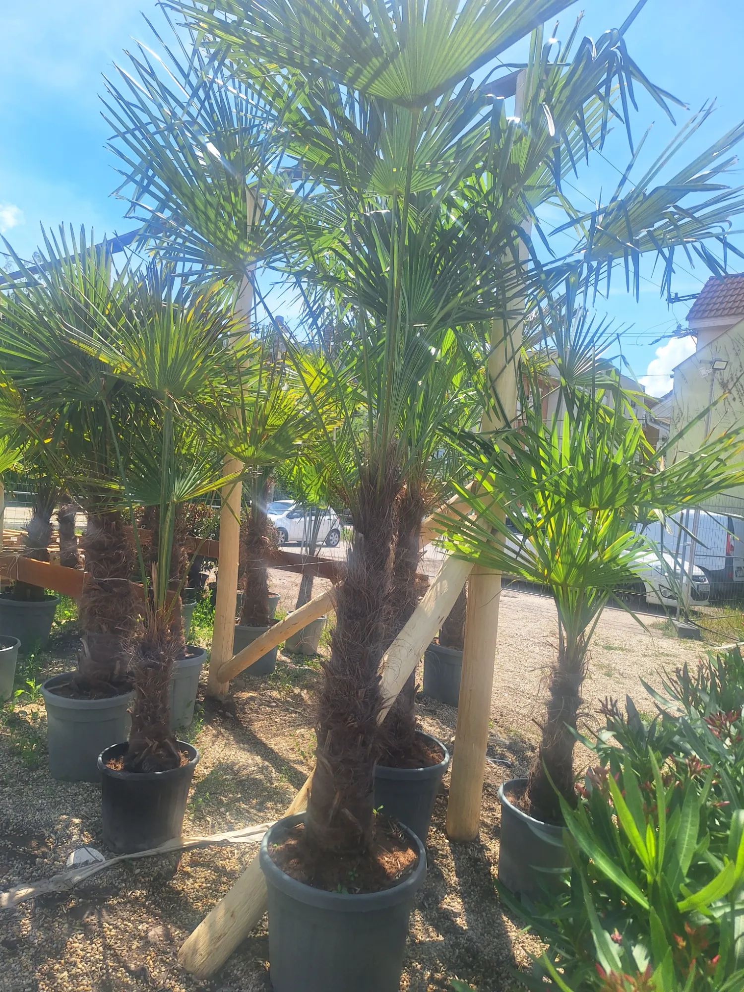 Chinese Windmill Palm (Trachycarpus fortunei)