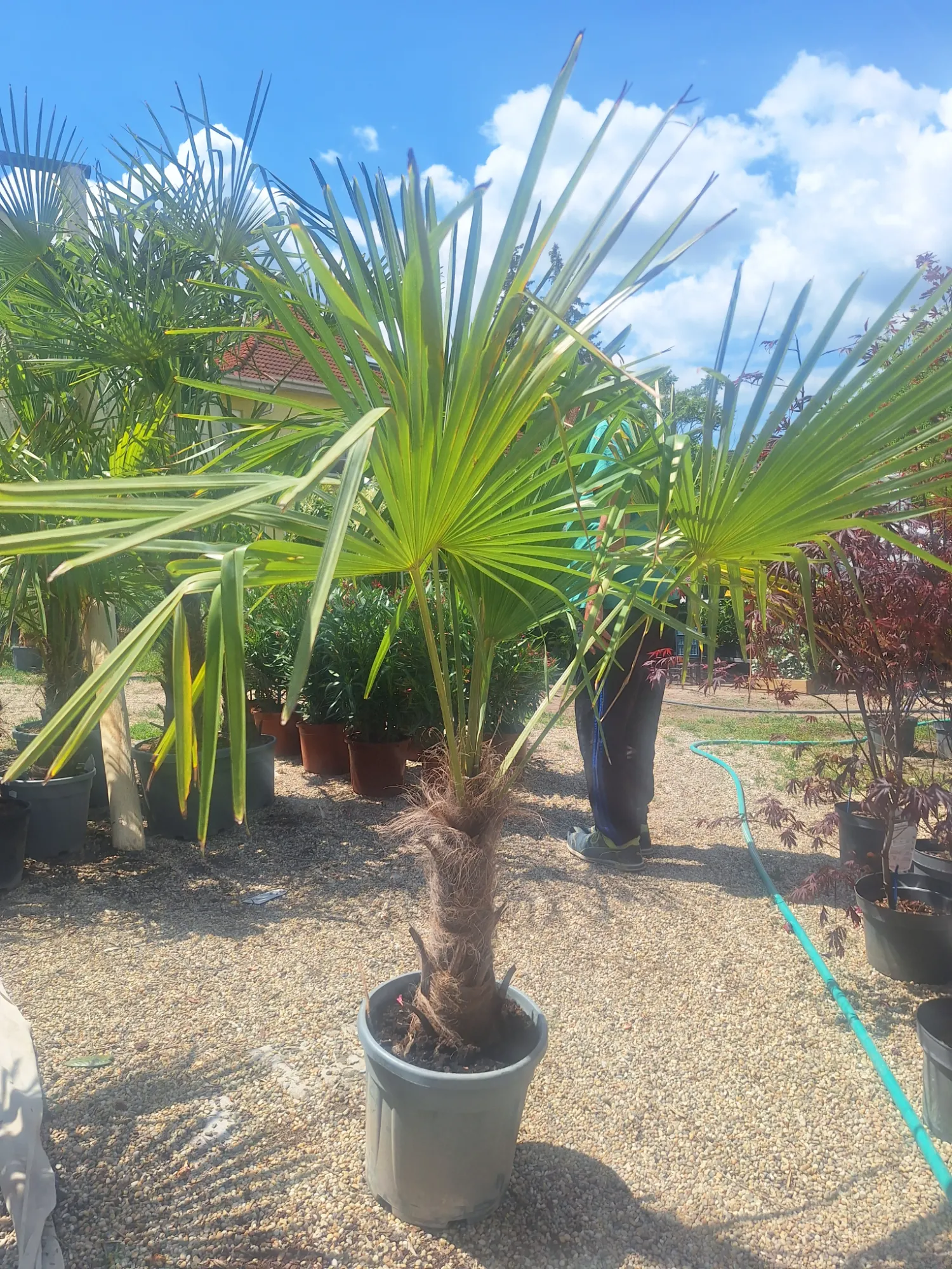 Chinese Windmill Palm (Trachycarpus fortunei)
