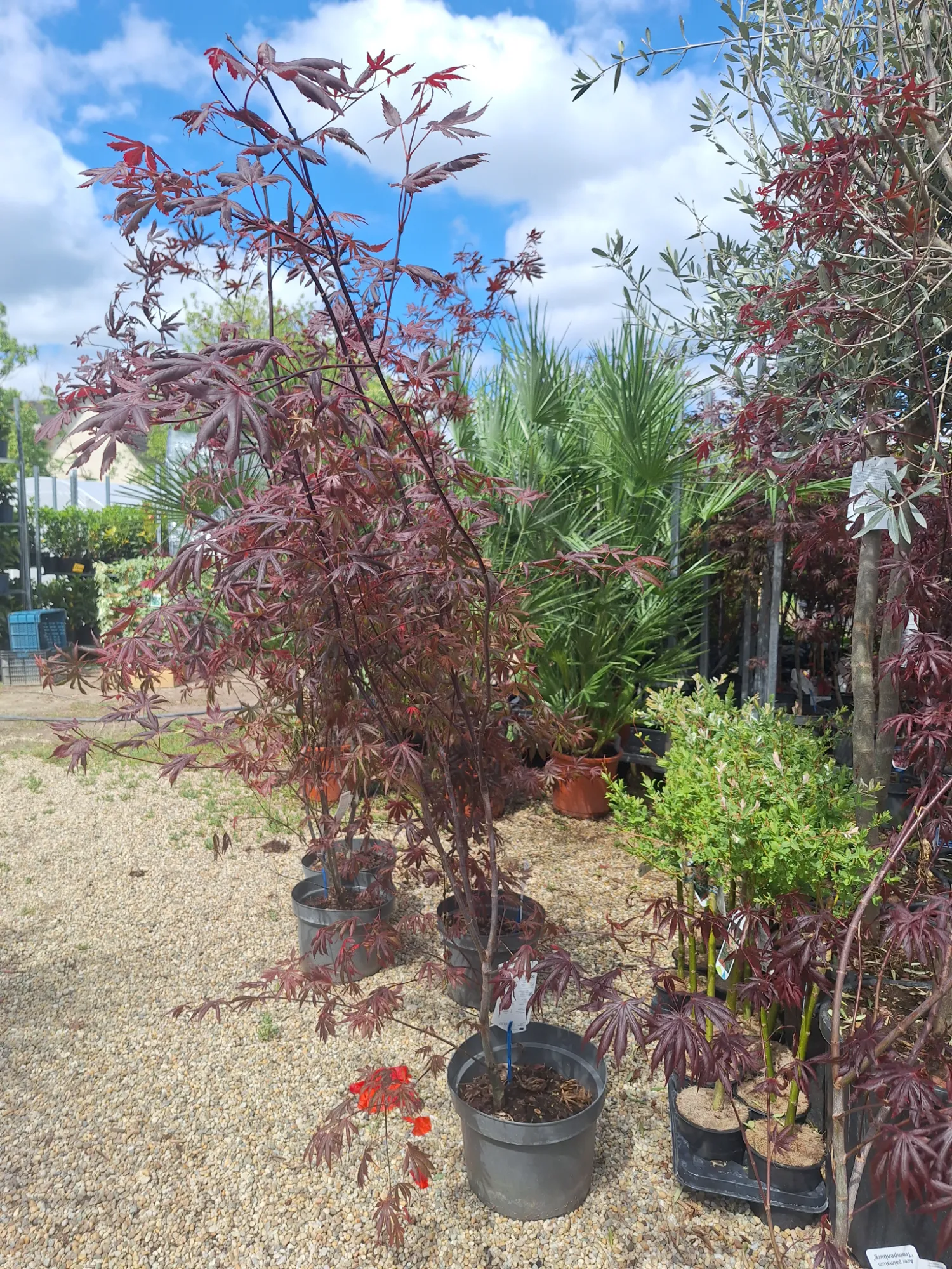 Vörös levelű Japán juhar (Acer Palmatum ‘ Atropurpureum’)