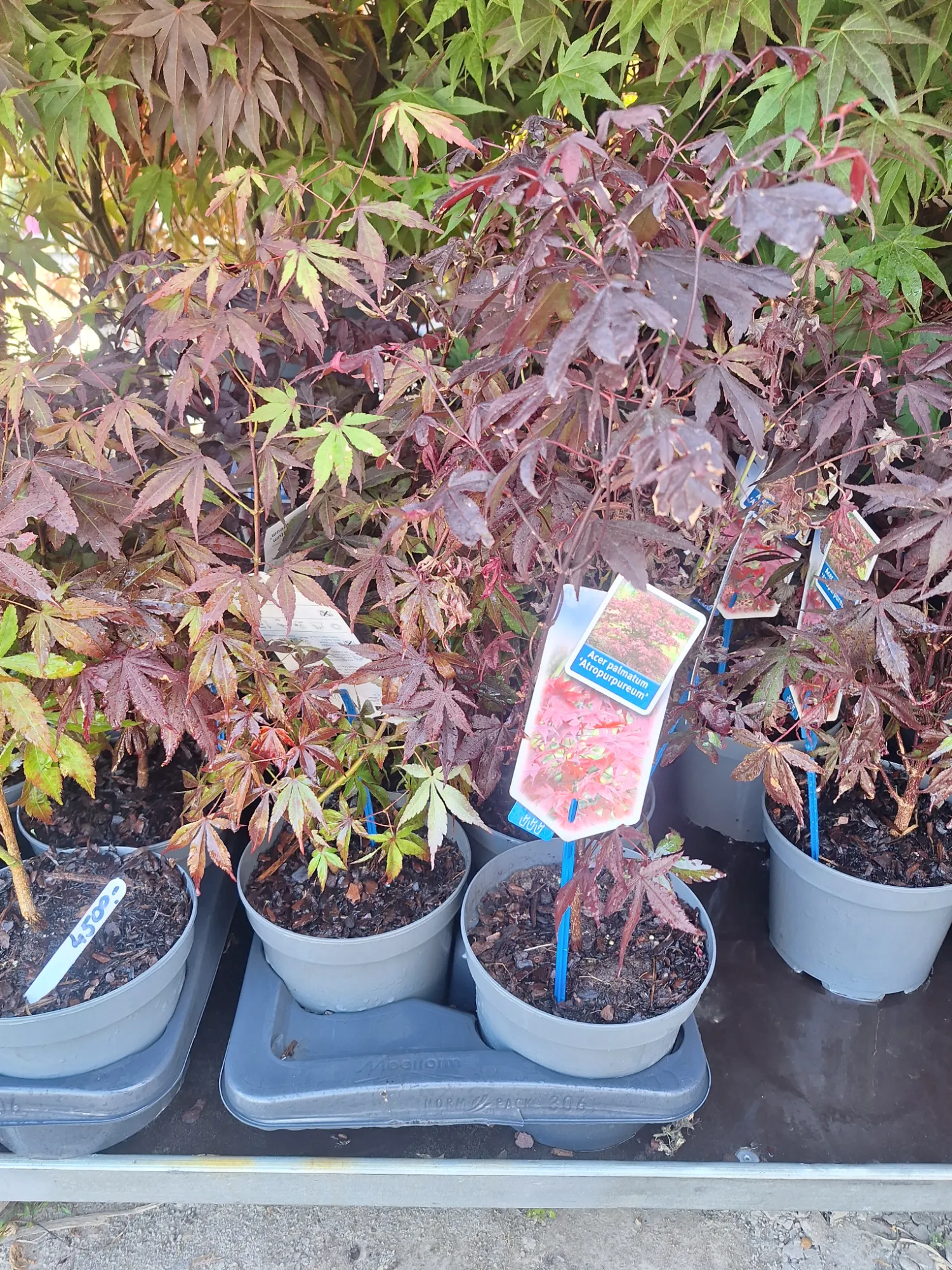 Japanese Maple (Acer palmatum 'Atropurpureum')