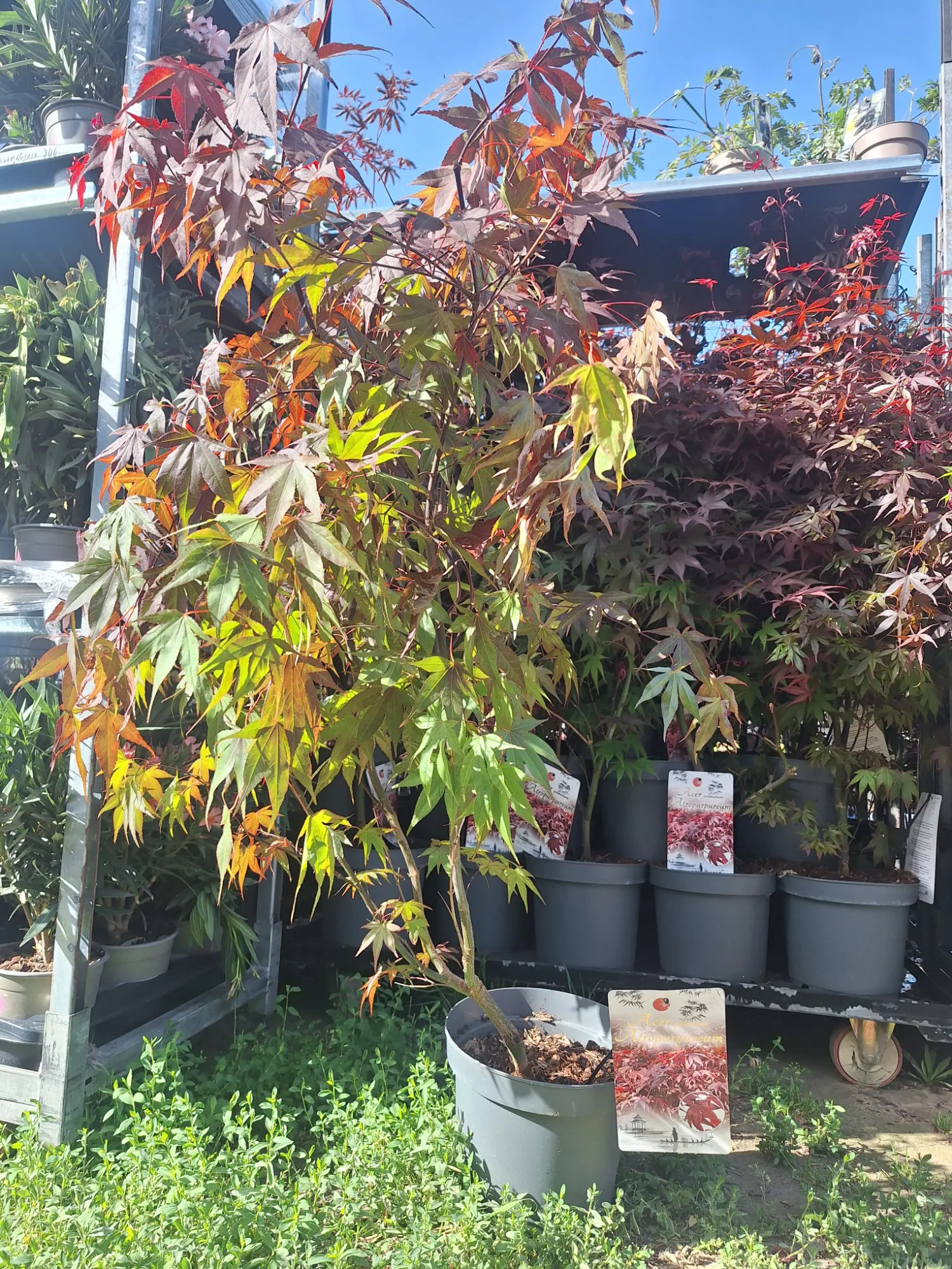 Japanese Maple (Acer palmatum 'Atropurpureum')