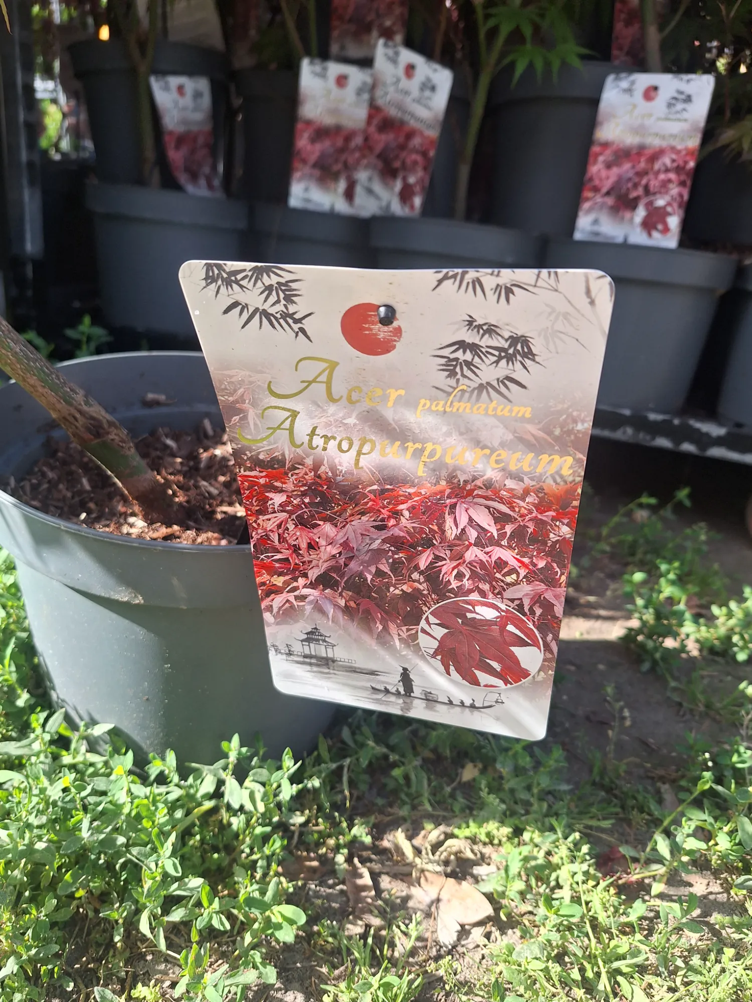 Japanese Maple (Acer palmatum 'Atropurpureum')