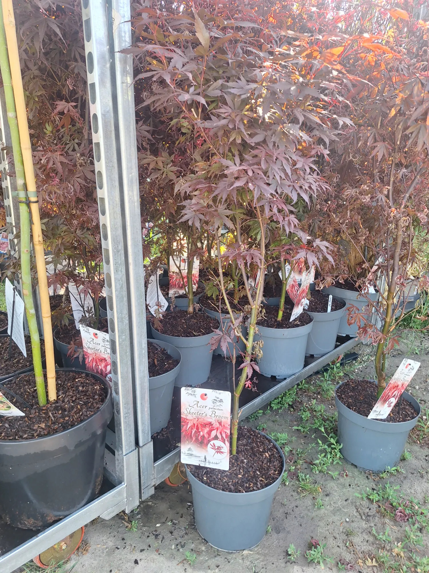 Törpe Japán Juhar (Acer Palmatum ‘Skeeter’s Broom)