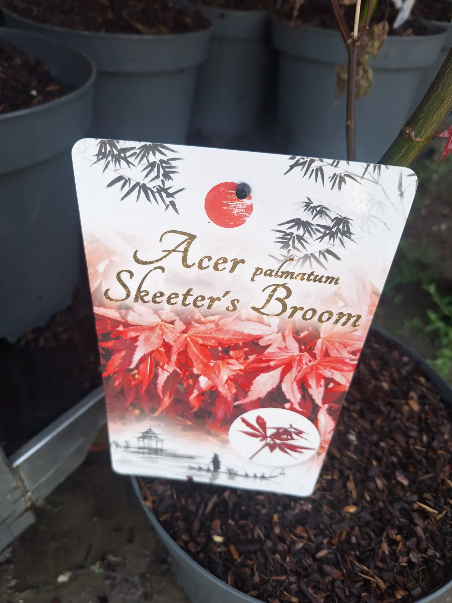 Dwarf Japanese Maple (Acer palmatum 'Skeeter's Broom')
