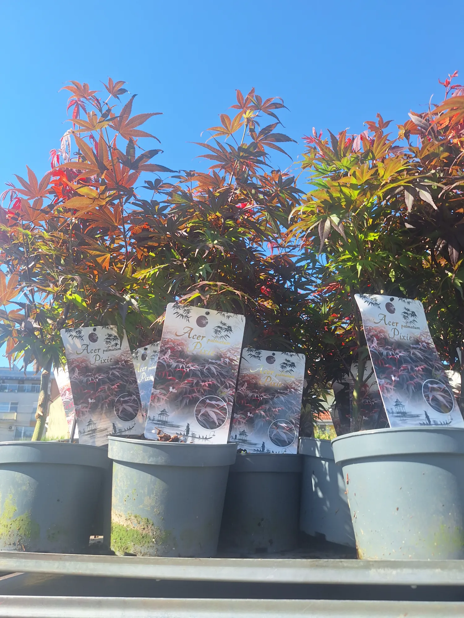 Pixie Japanese Maple (Acer palmatum 'Pixie')