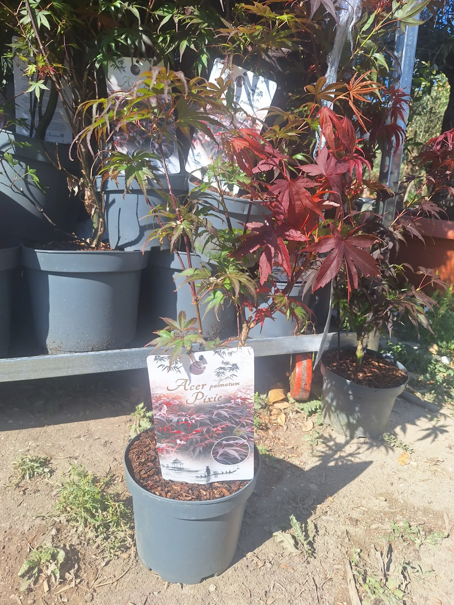 Pixie Japanese Maple (Acer palmatum 'Pixie')