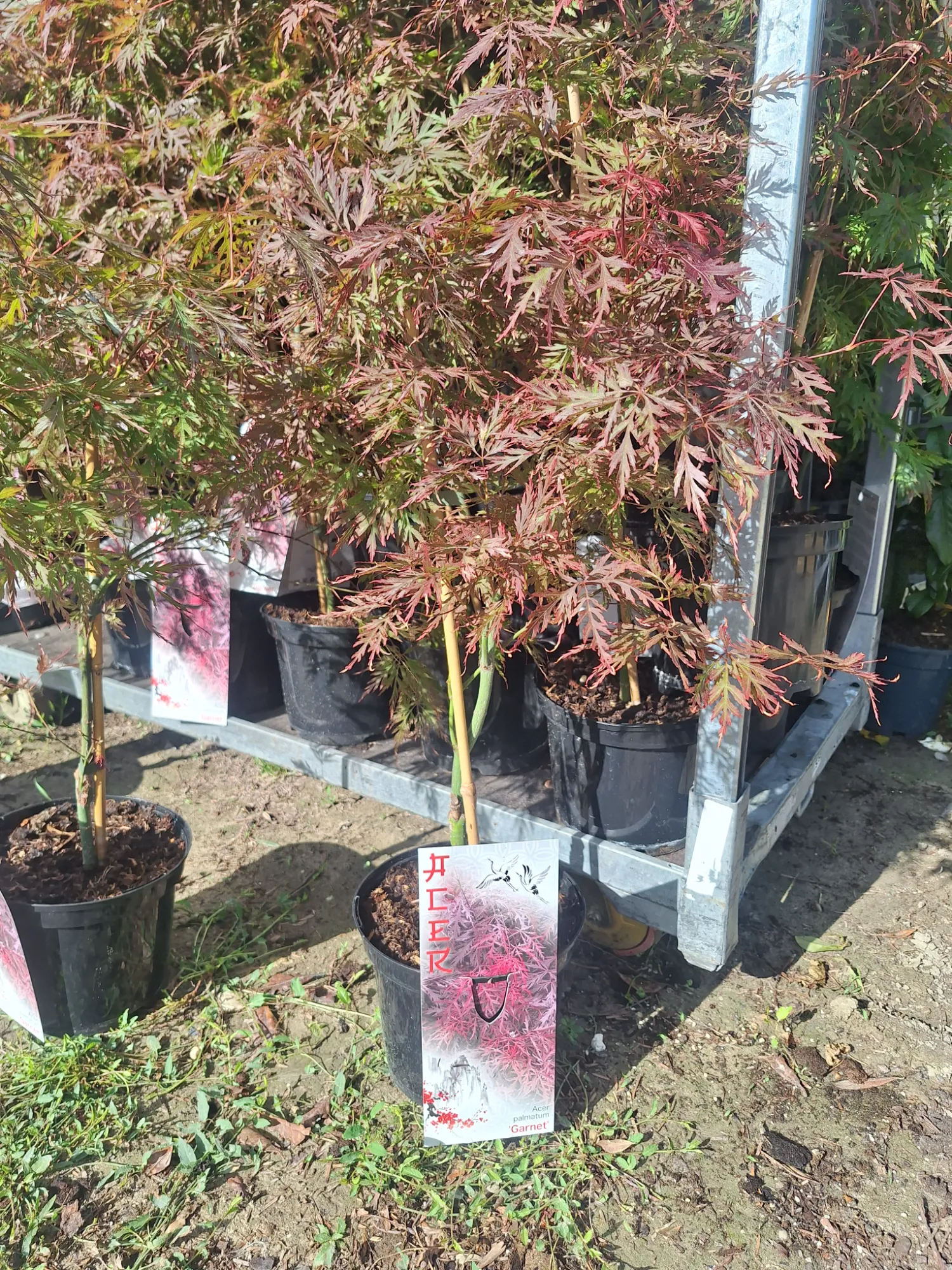 Garnet Japanese Maple (Acer palmatum 'Garnet')