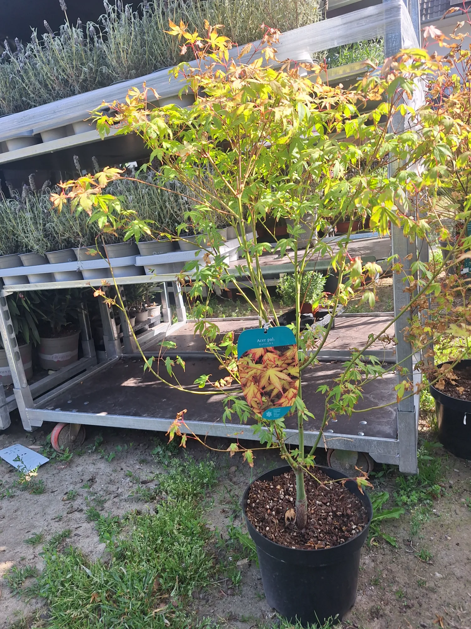 Katsura Japán Juhar (Acer Palmatum ‘Katsura’)