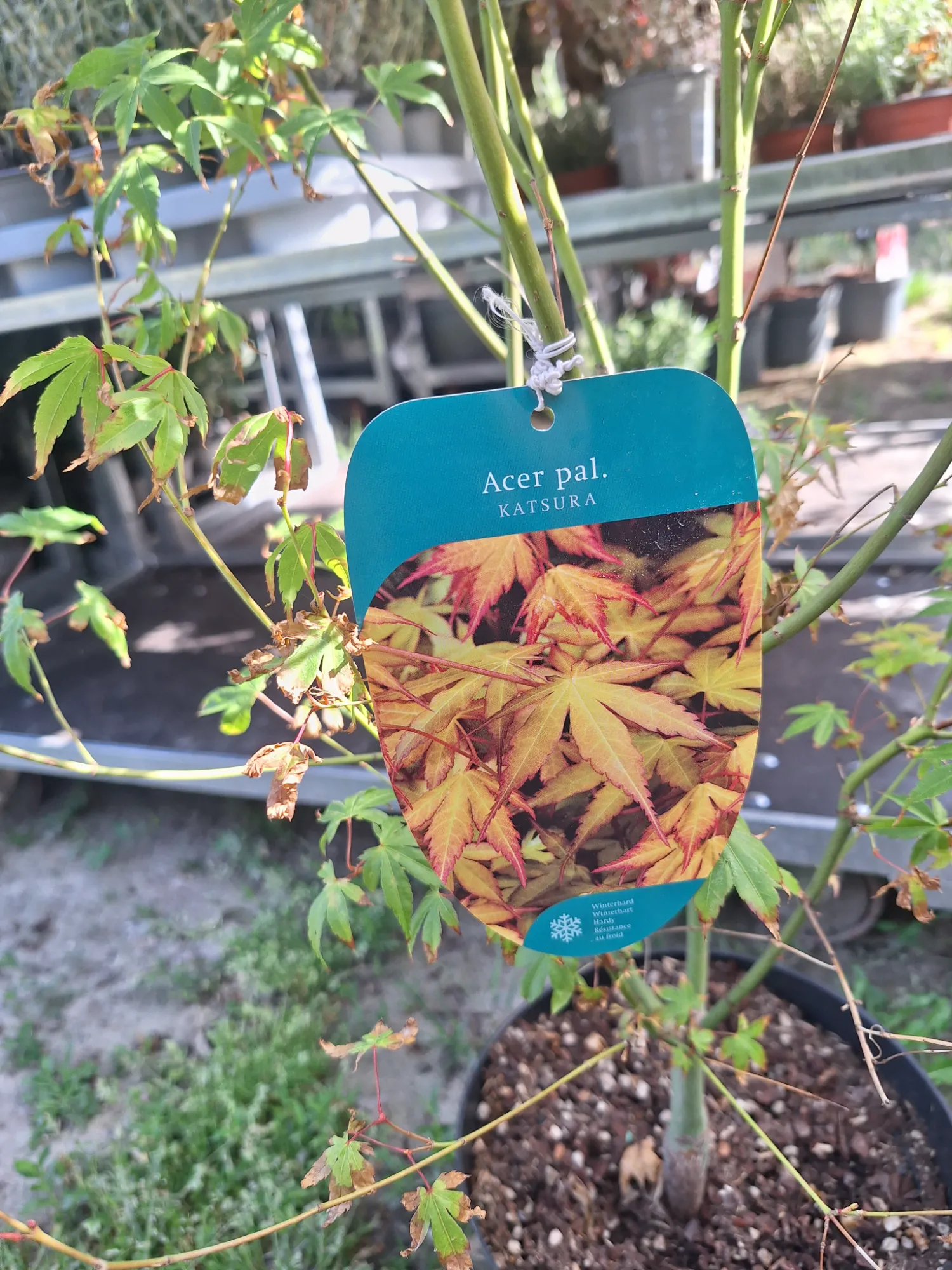 Katsura Japanese Maple (Acer palmatum 'Katsura')