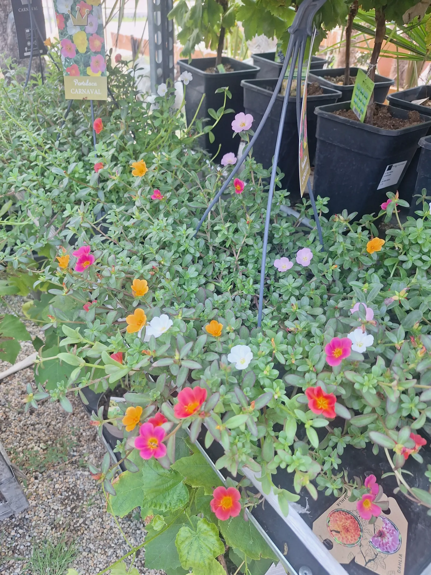 Moss Rose (Portulaca grandiflora 'Carneval')