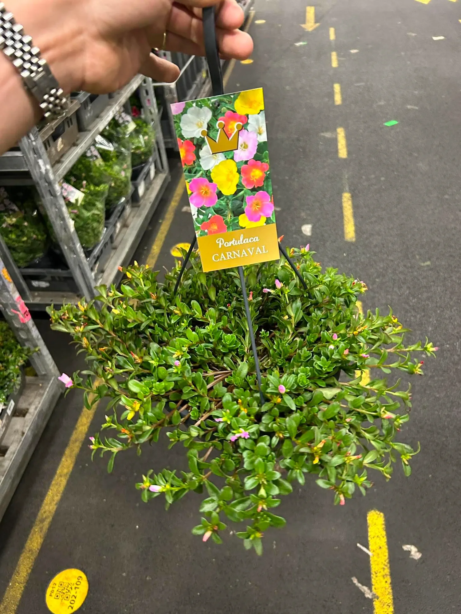 Moss Rose (Portulaca grandiflora 'Carneval')