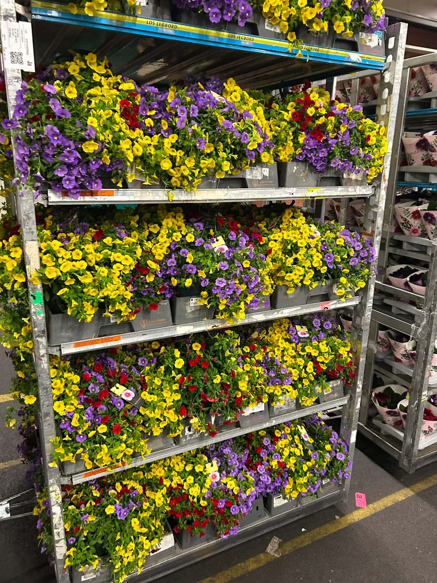 Petunie (Petunia)