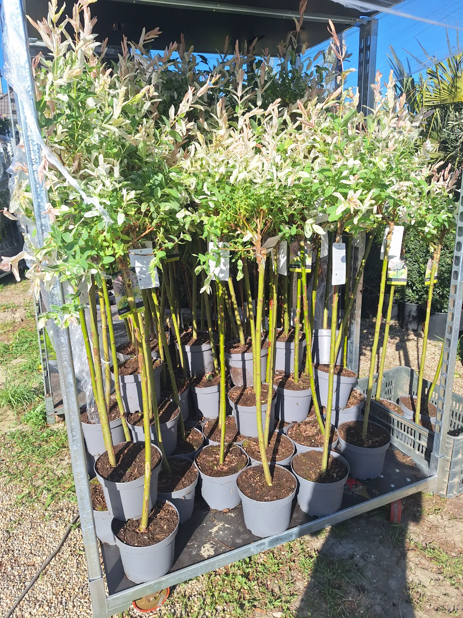 Japán Fűz (Salix Integra ‘Hakuro Nishiki’)
