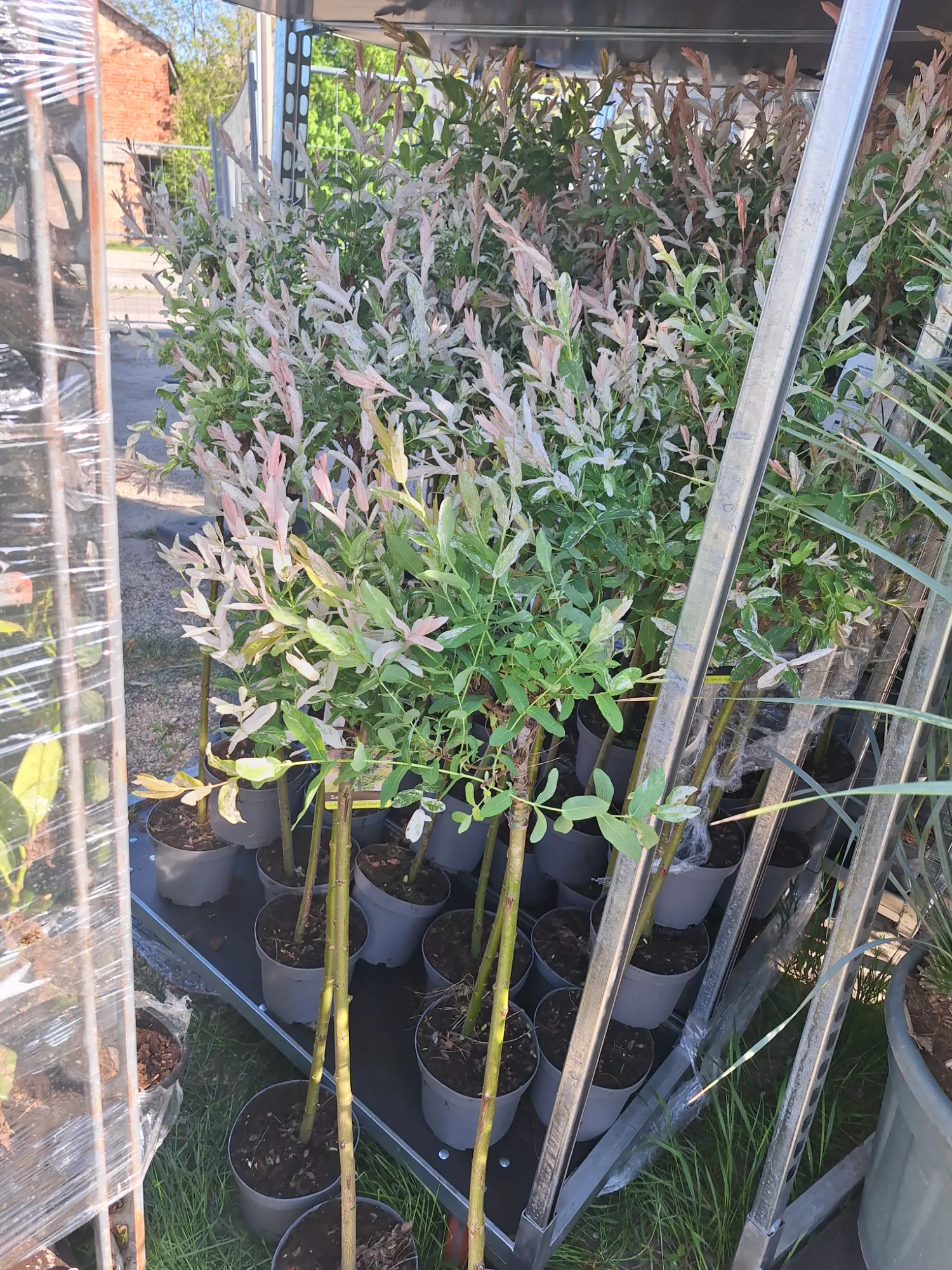 Harlekinweide (Salix integra 'Hakuro Nishiki')
