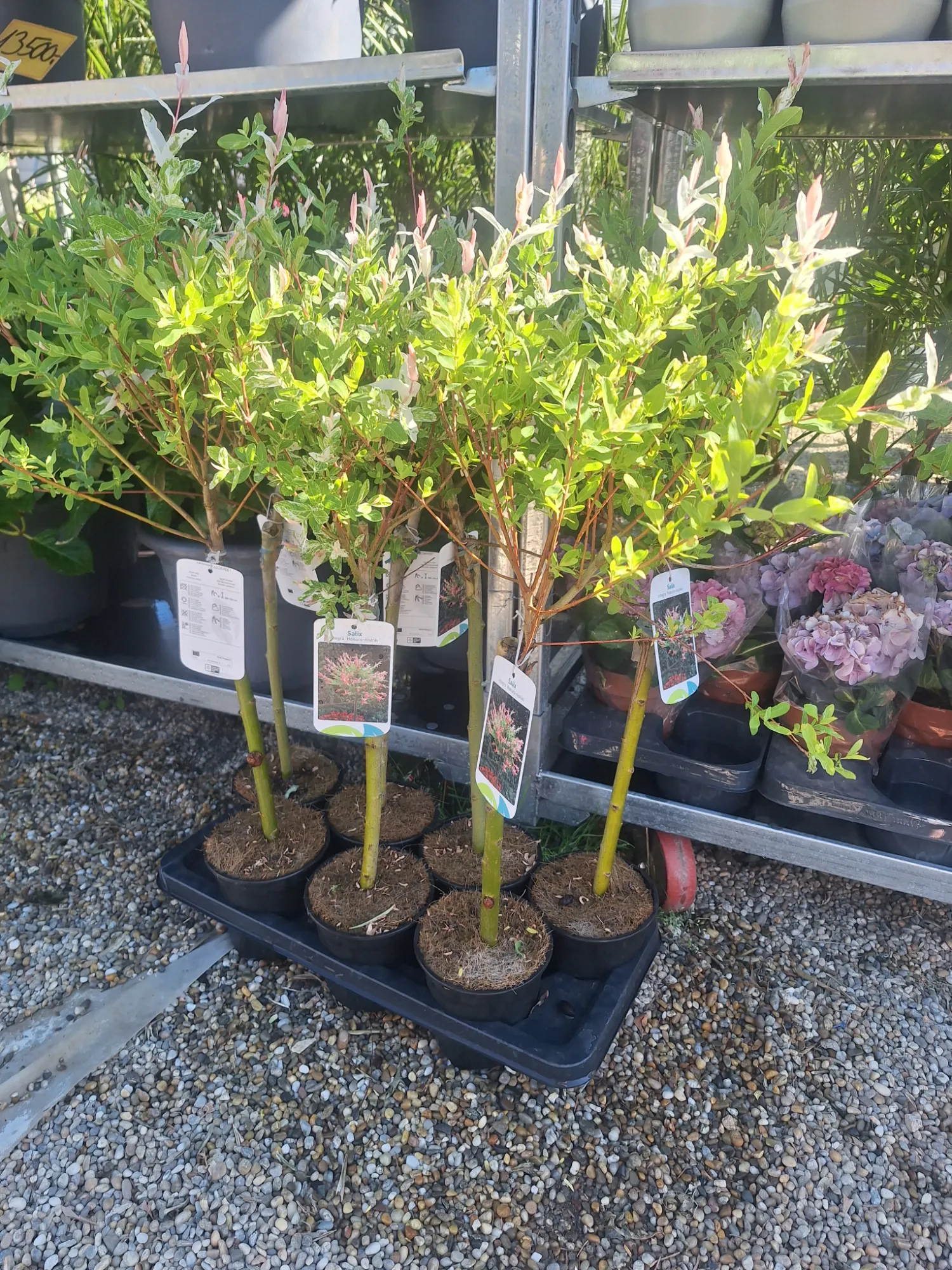 Harlekinweide (Salix integra 'Hakuro Nishiki')