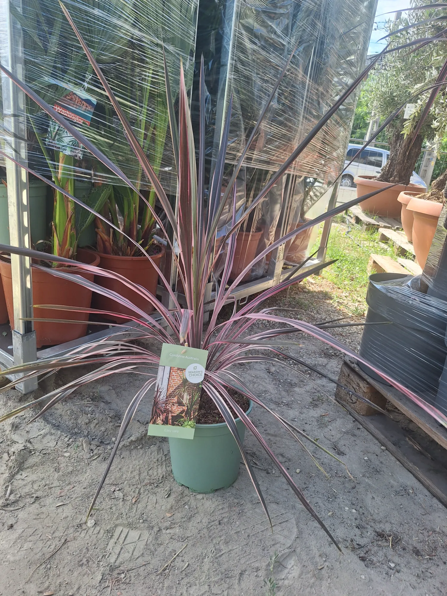 Cordyline (Cordyline)
