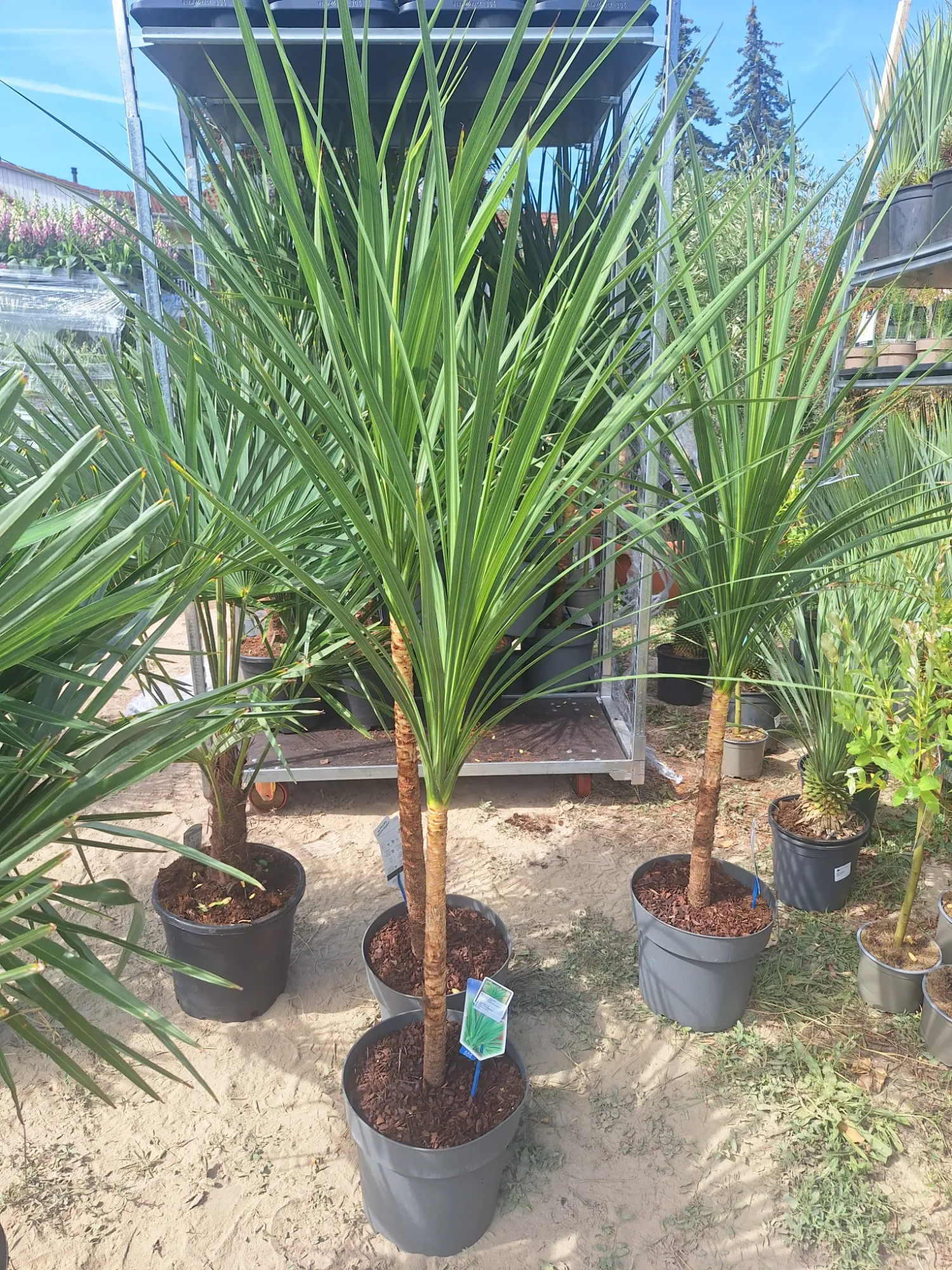Keulenlilie (Cordyline)