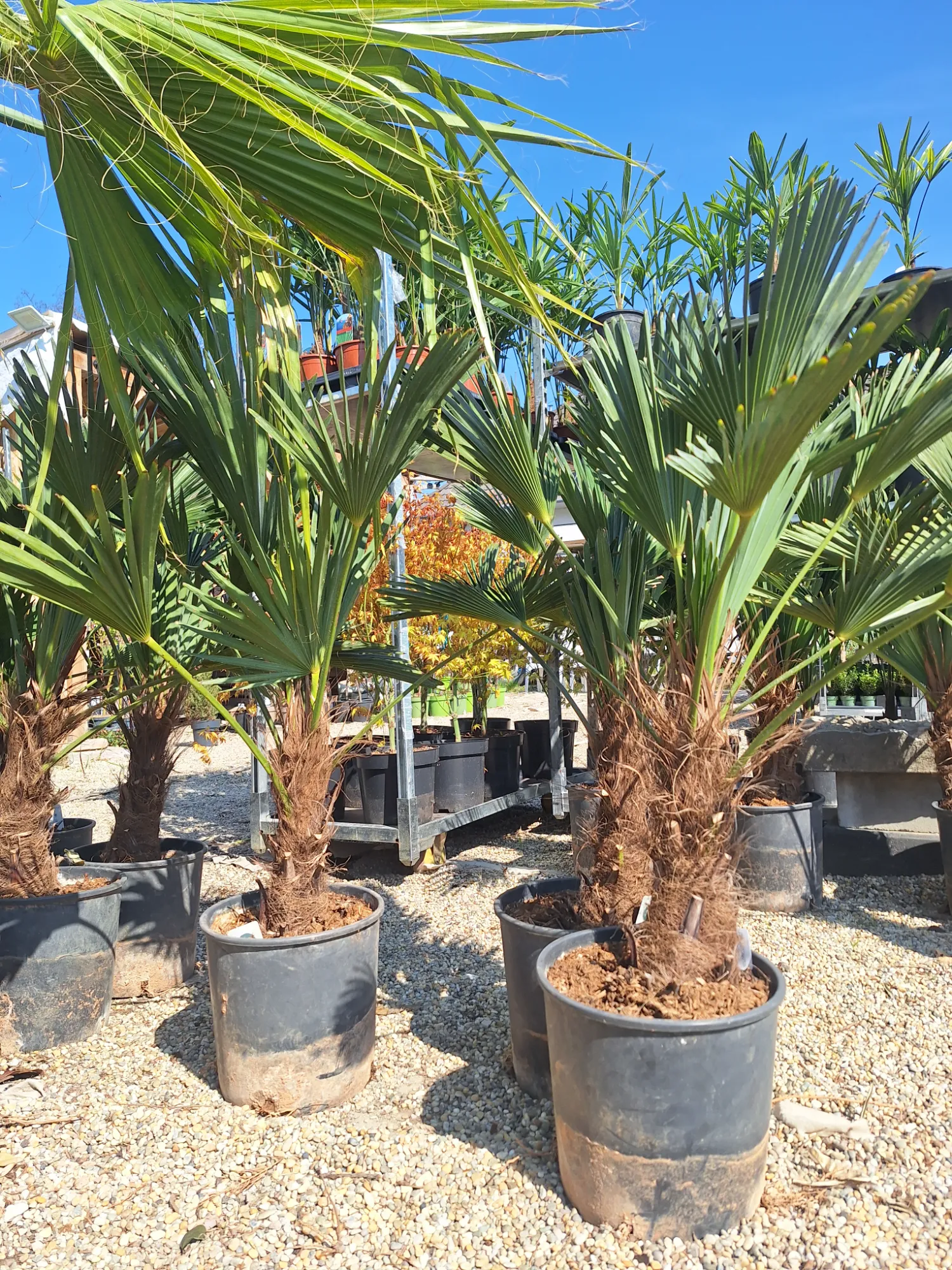 Wagners Hanfpalme (Trachycarpus Wagnerianus)
