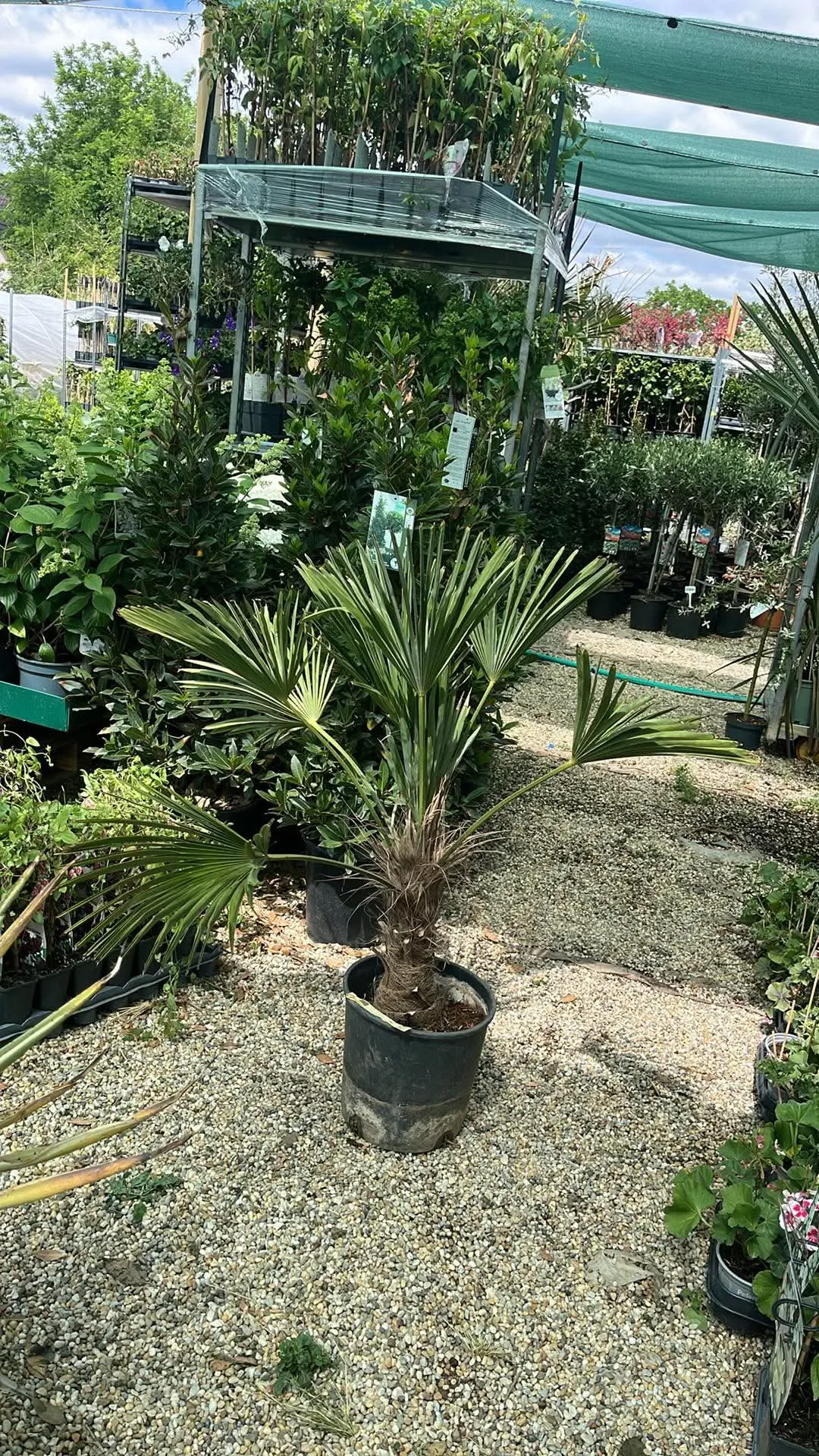 Wagners Hanfpalme (Trachycarpus Wagnerianus)