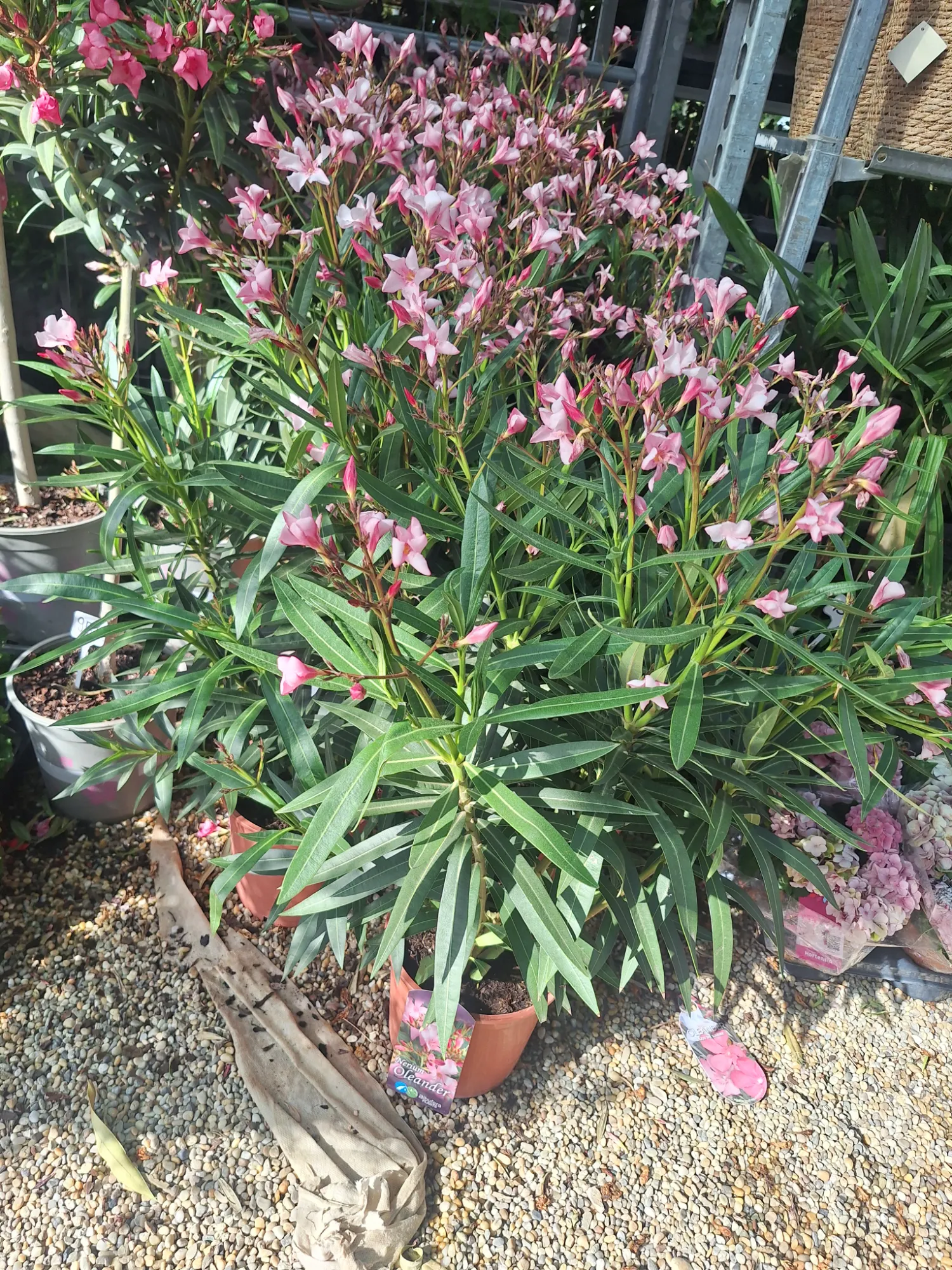 Oleander (Nerium oleander)