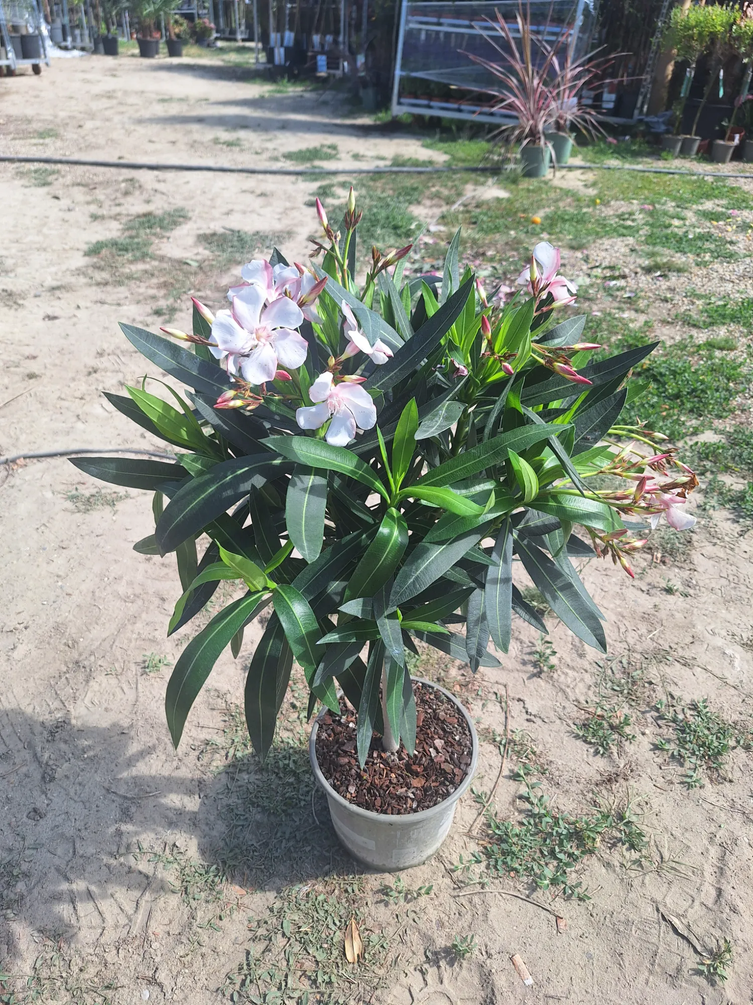 Oleander (Nerium oleander)