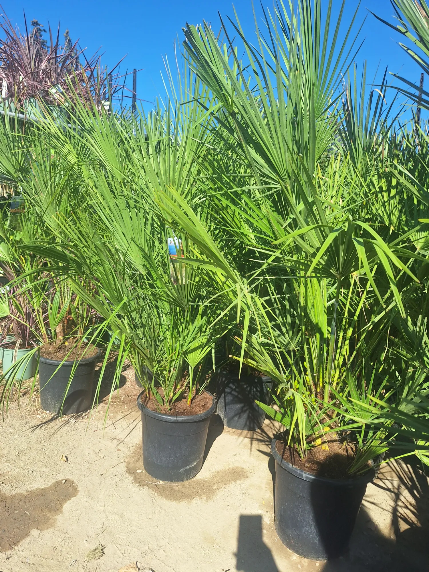 Zwergpalme (Chamaerops humilis)