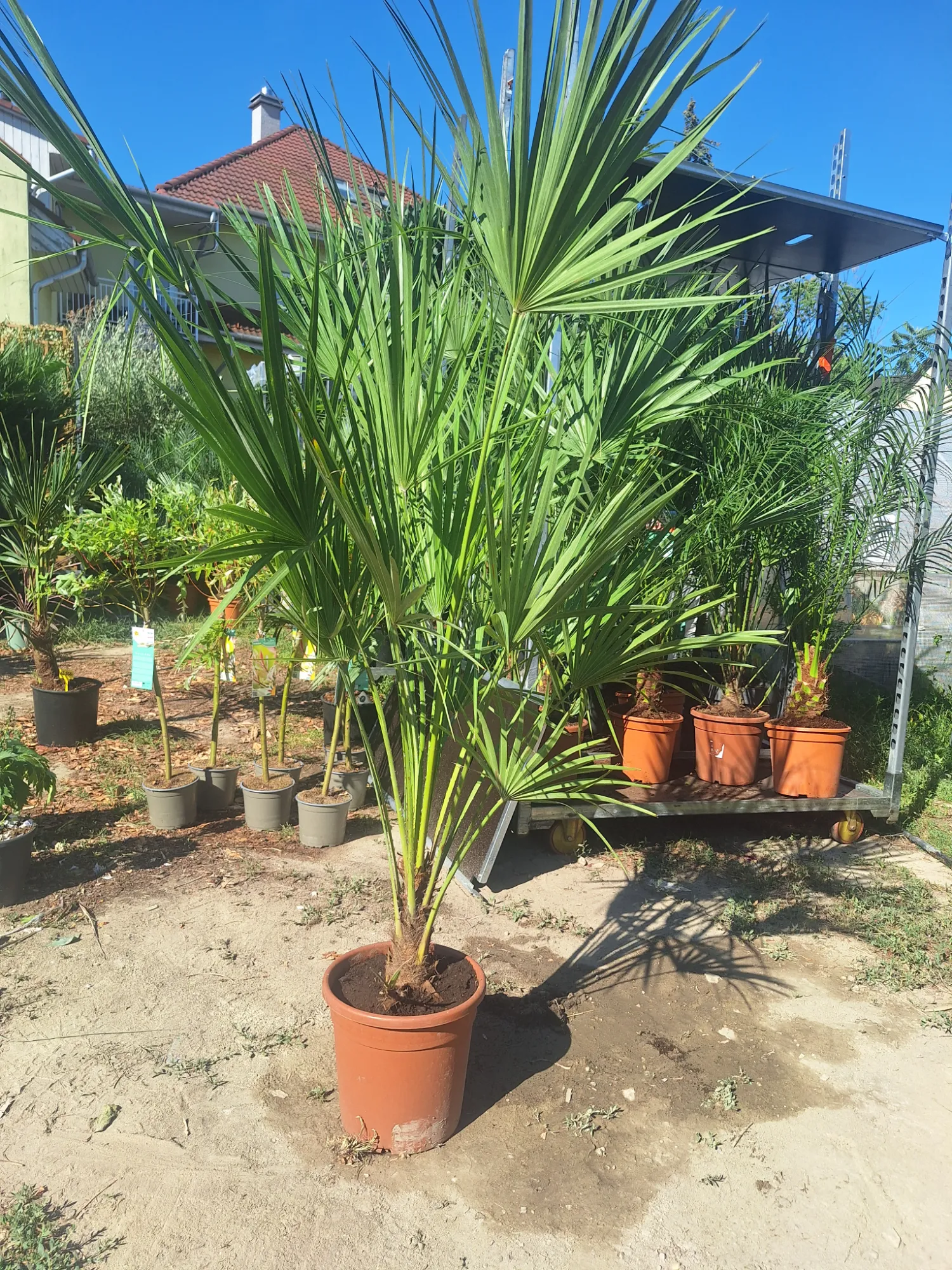 Zwergpalme (Chamaerops humilis)