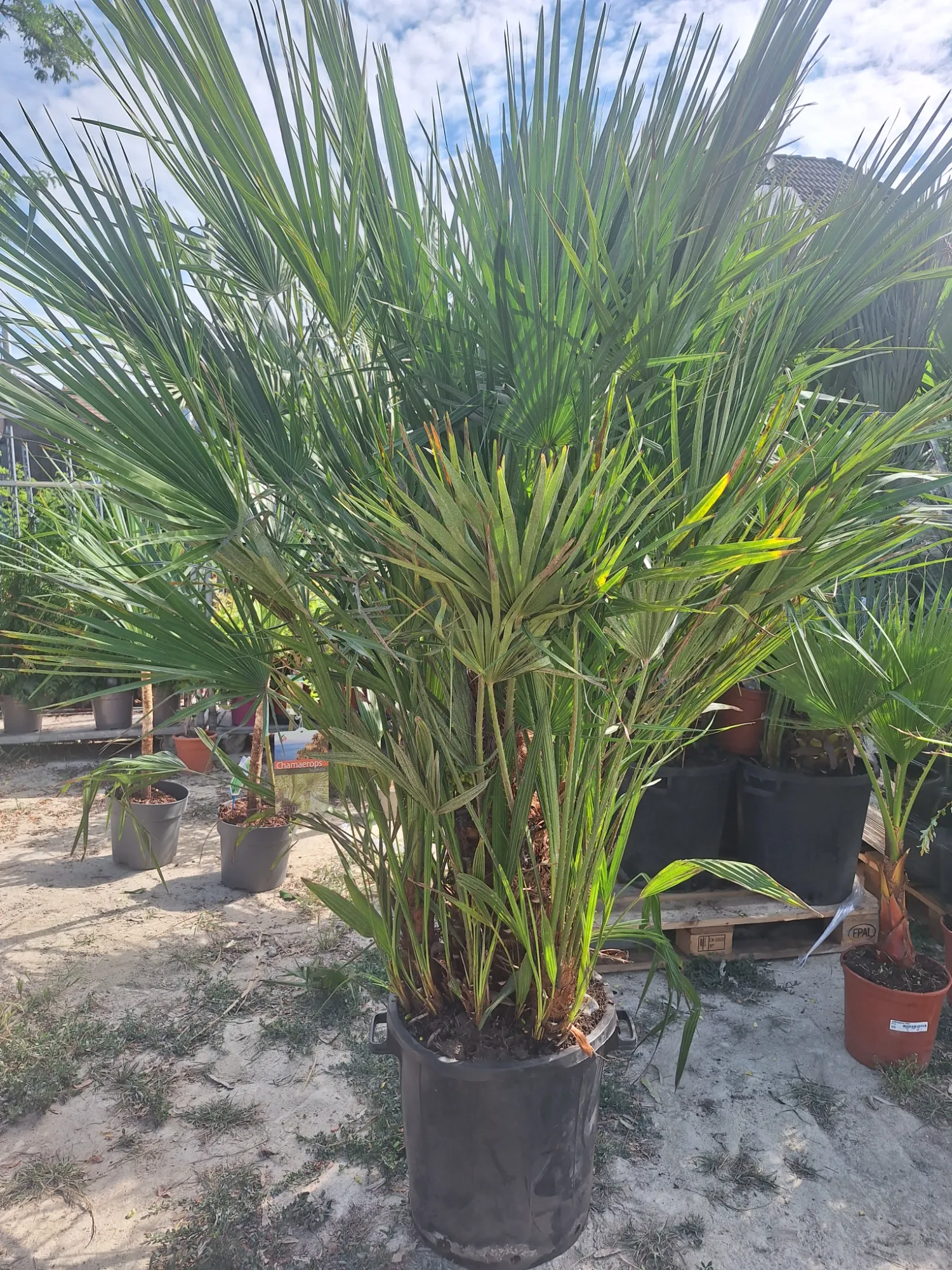 Zwergpalme (Chamaerops humilis)