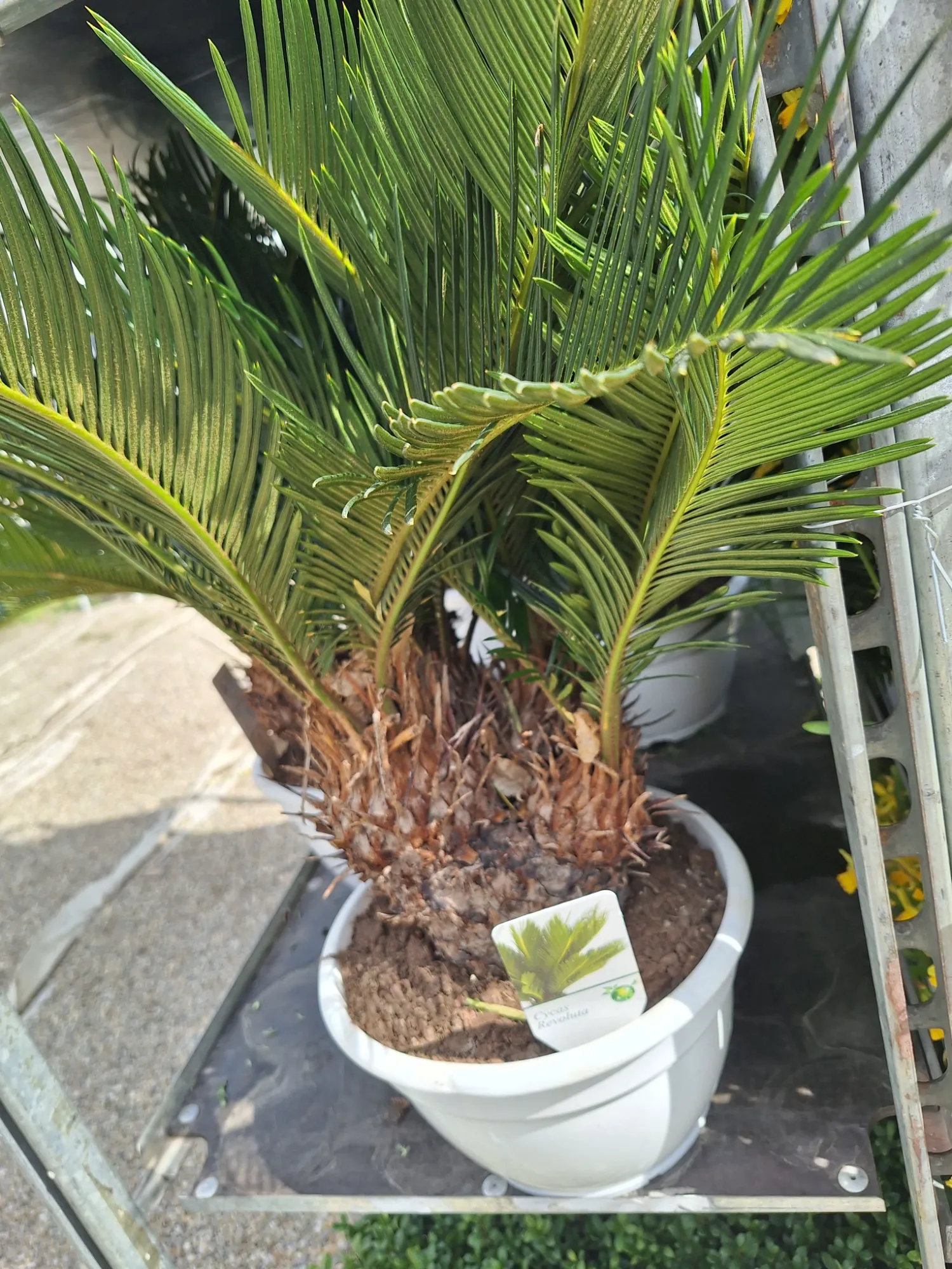 Sagopalme - multi (Cycas revoluta)