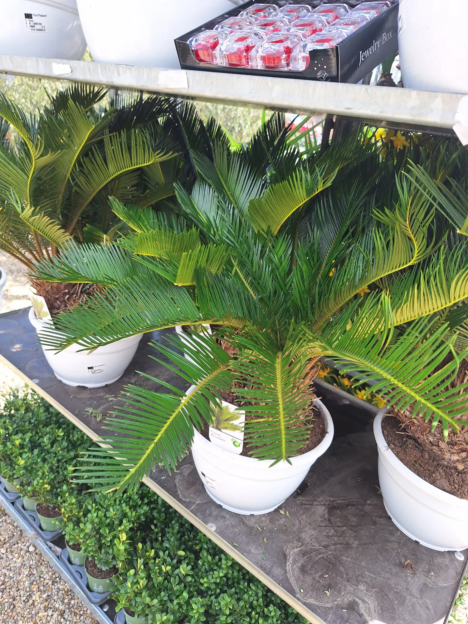 Sagopalme - multi (Cycas revoluta)