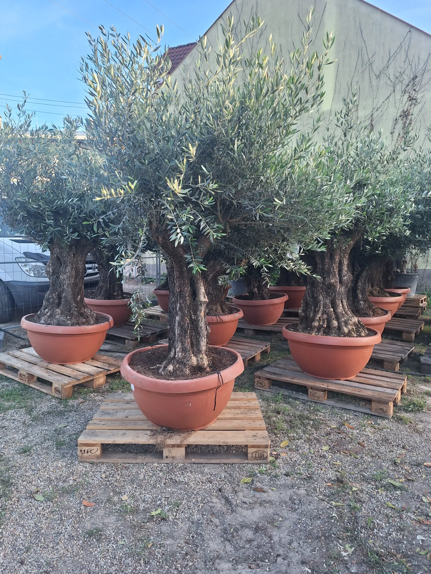 Europäischer Olivenbaum (Olea europaea)
