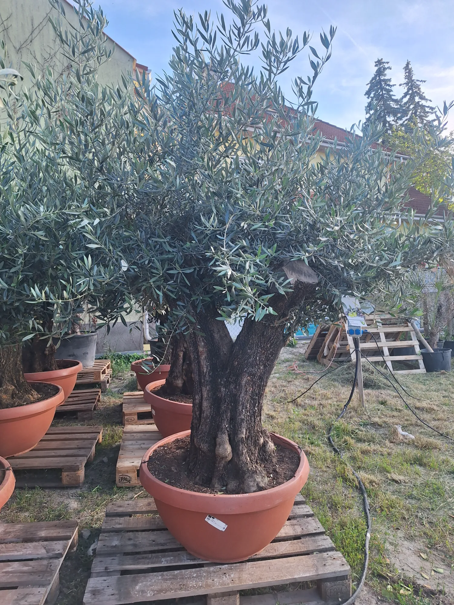 European Olive Tree (Olea europaea)