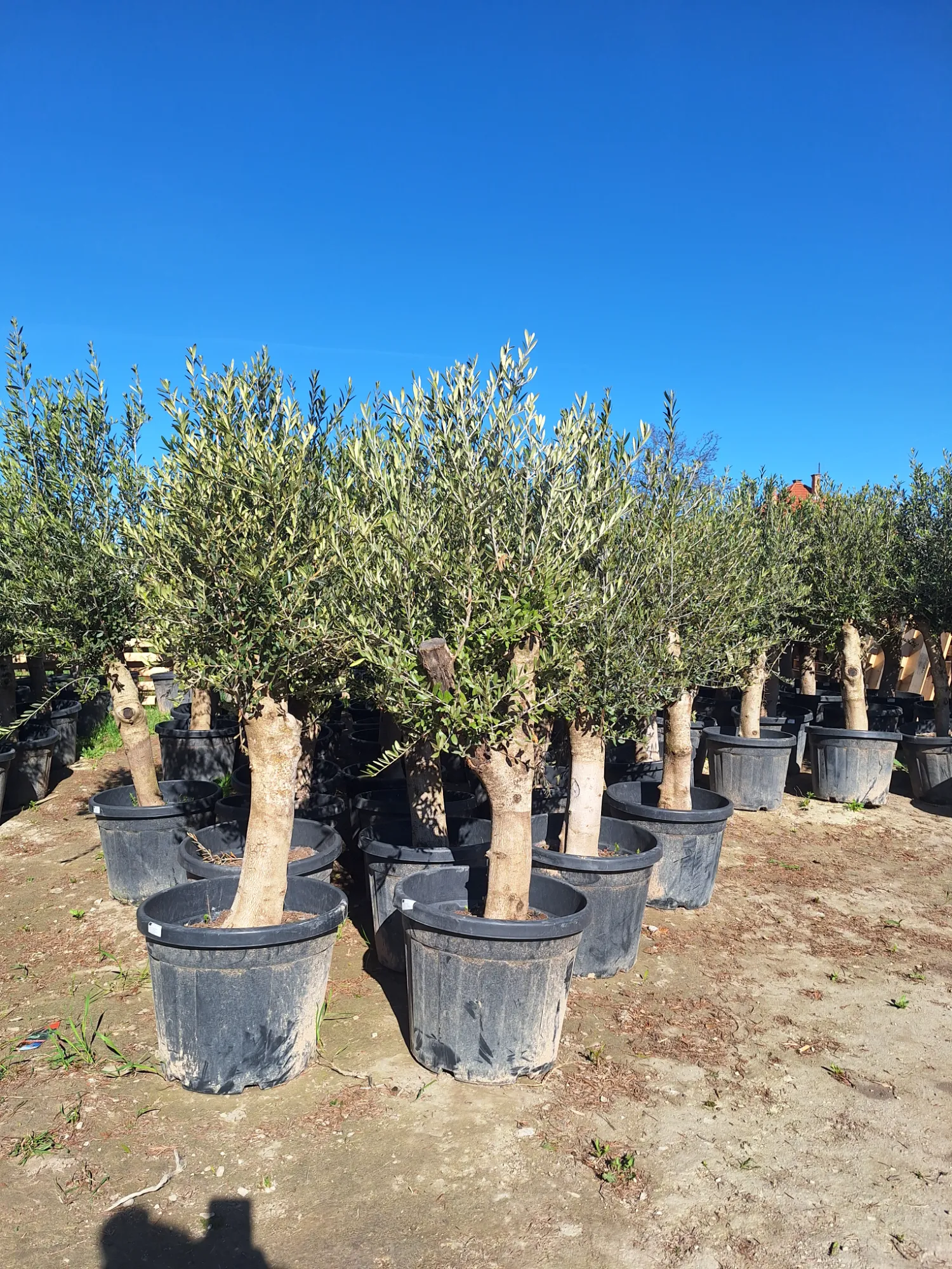 European Olive Tree (Olea europaea)