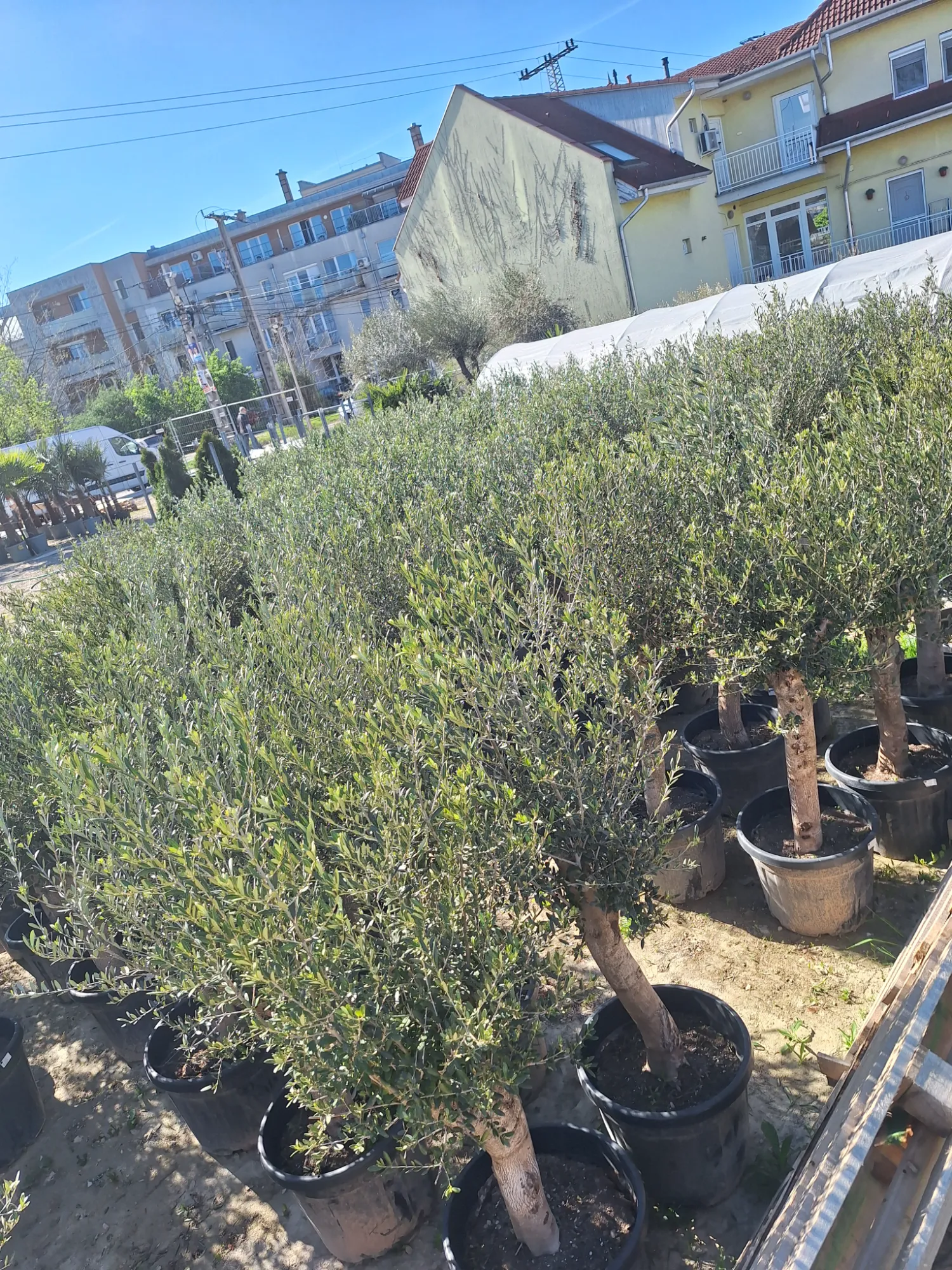 European Olive Tree (Olea europaea)
