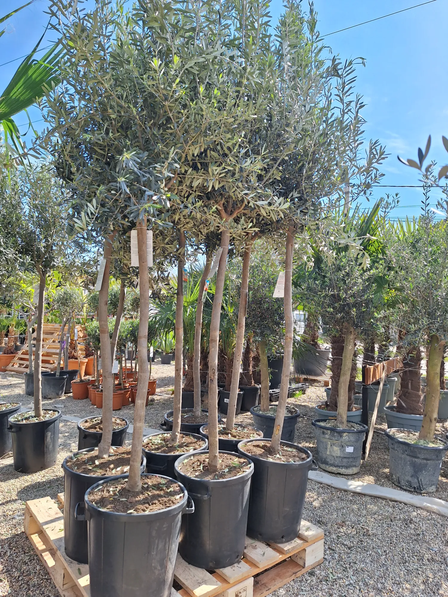 European Olive Tree (Olea europaea)